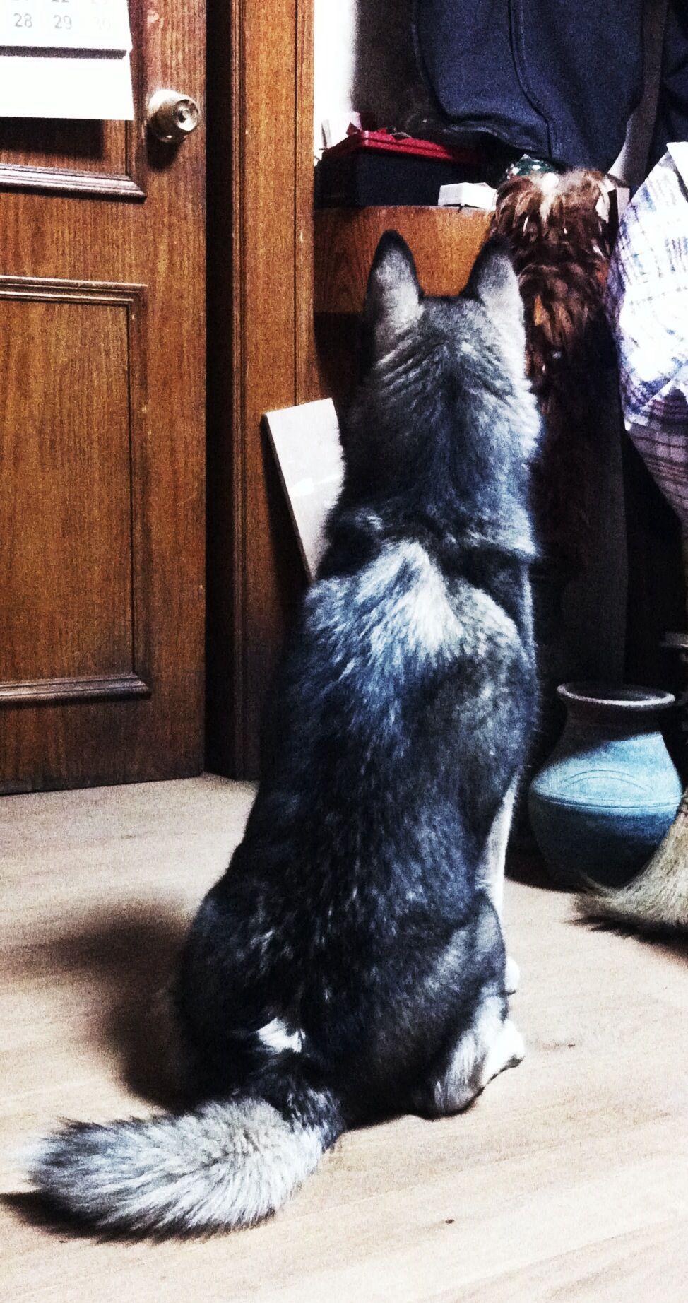 背影像狐狸睡姿像猫哈士奇真是一种纠结的生物6168666667