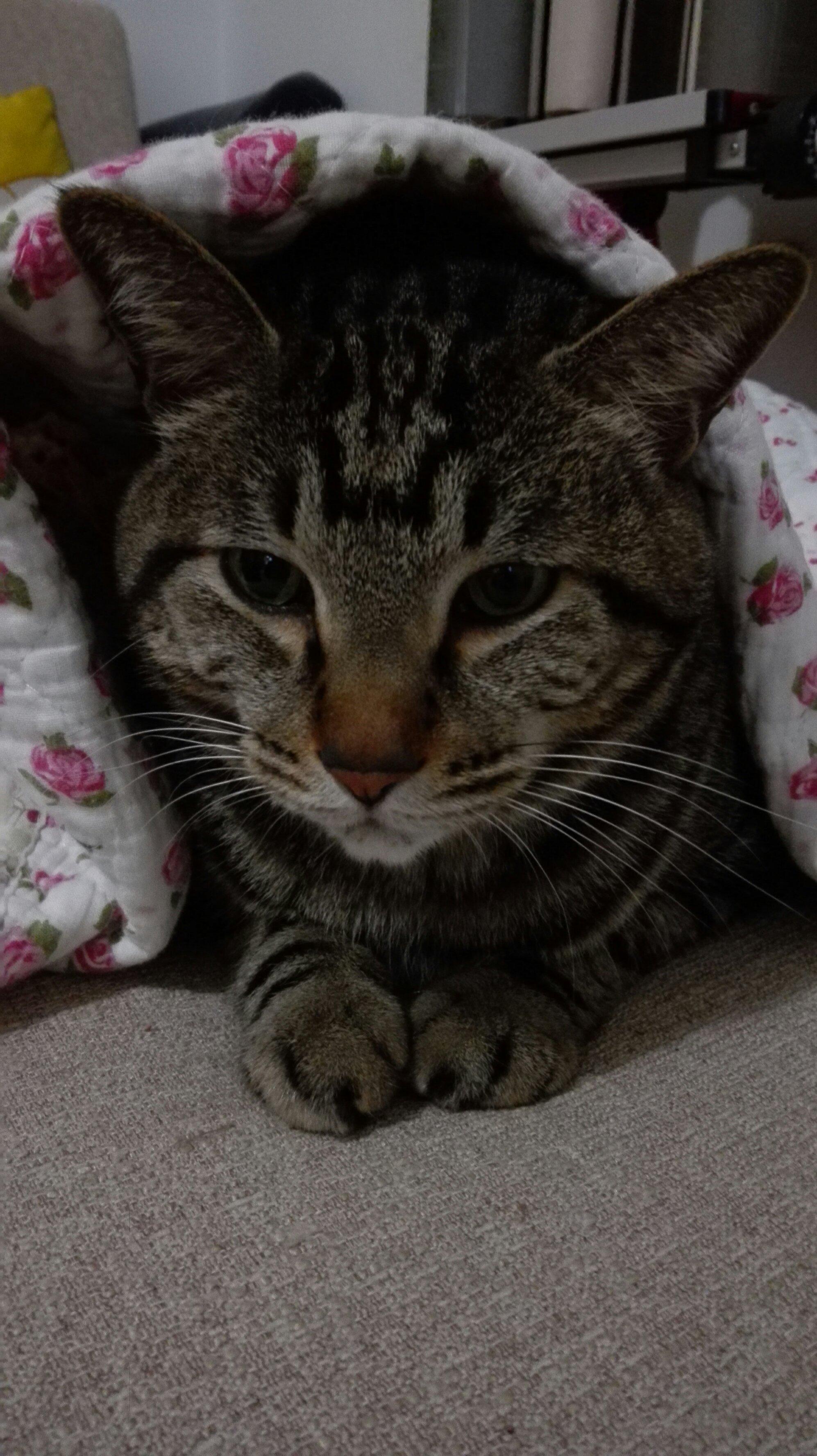 97国际游戏app-可爱宠物猫写真