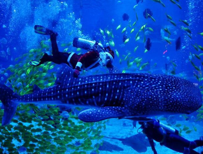 千岁兰 的想法: 大连鲨鱼展区 | 大连鲨鱼展区.