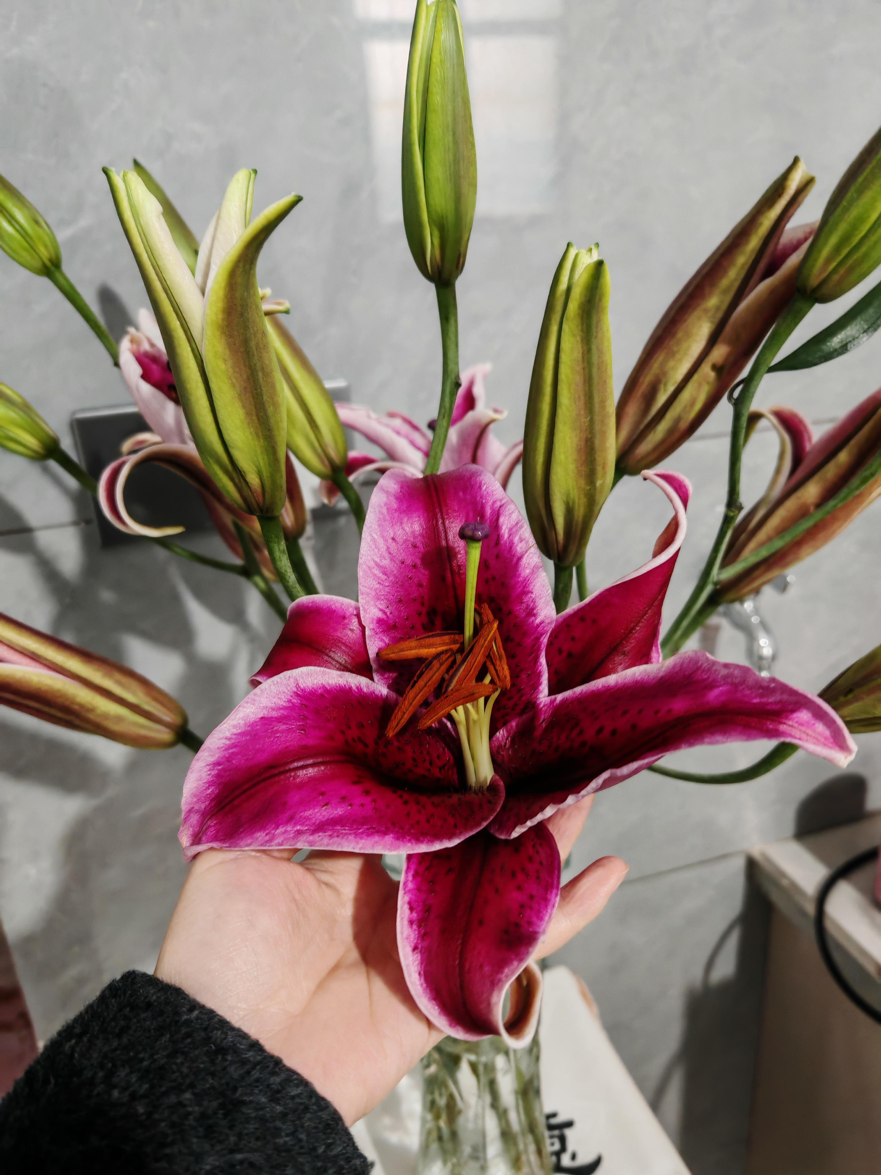 凤凰 的想法: 这次的鲜花品质非常不错