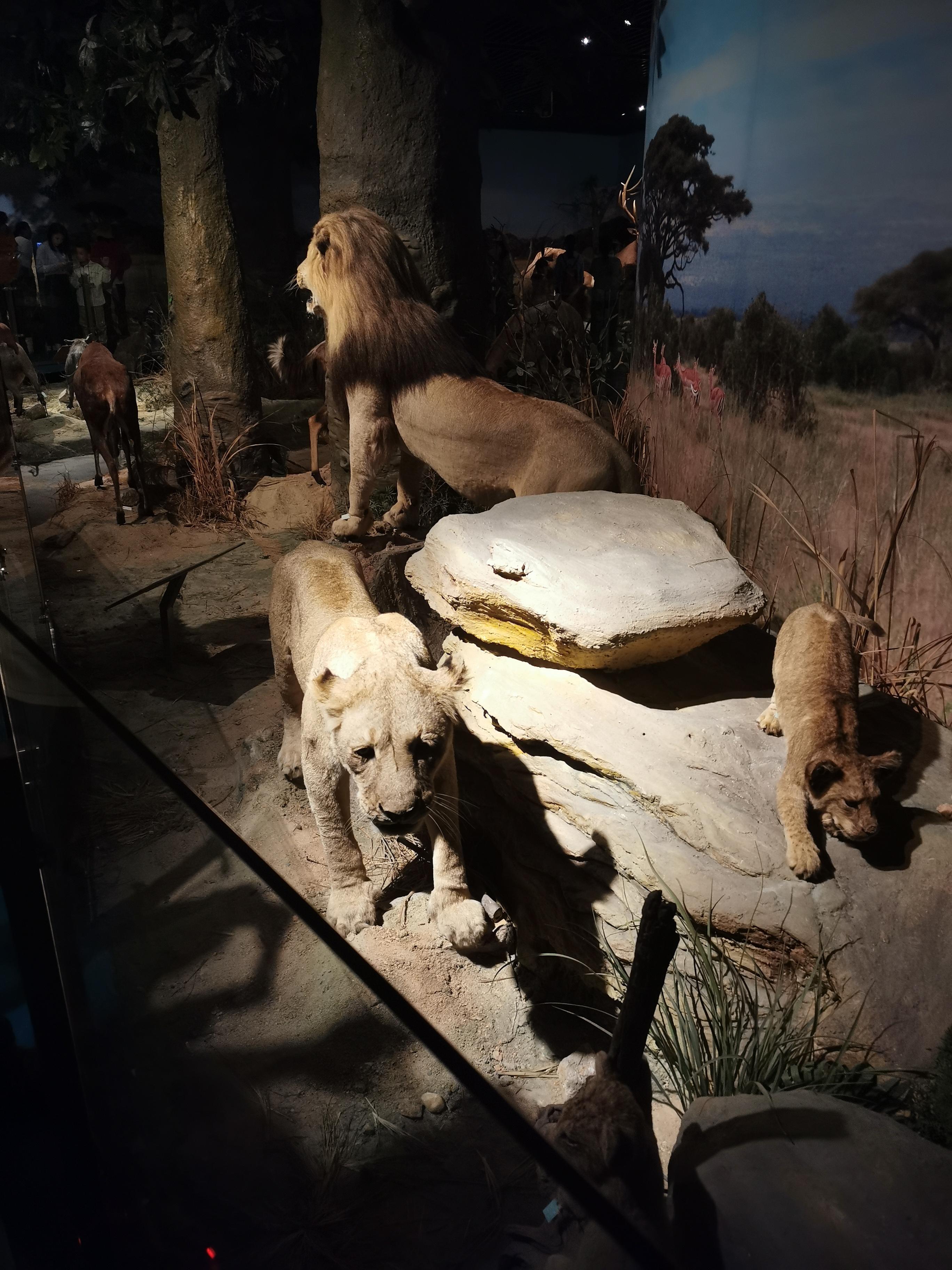 柚子爸爸 的想法: 带着孩子去博物馆看看野生动物的标本,激发了孩子们