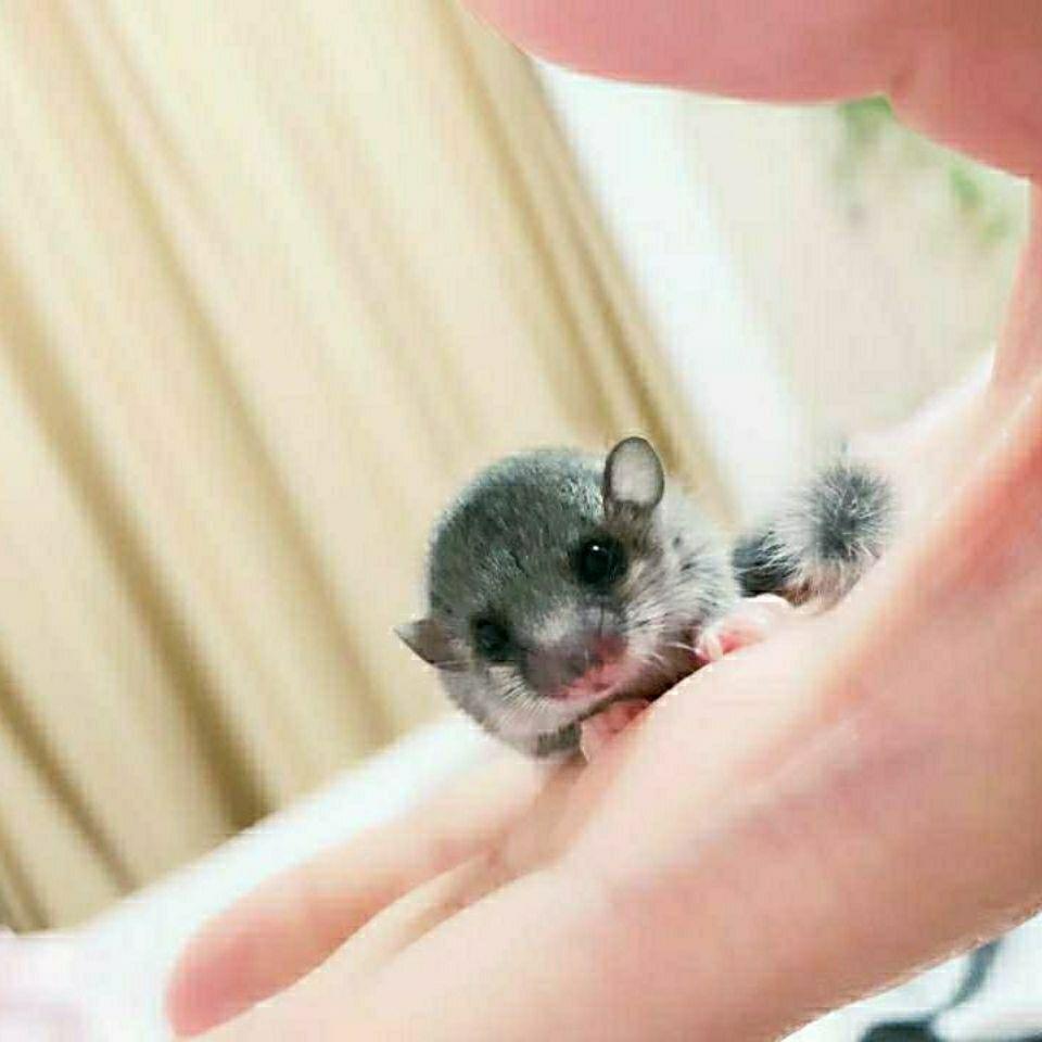 乾雨 的想法: 拇指鼠 | 拇指鼠指鼠(英文名:finger mouse)是一种可爱