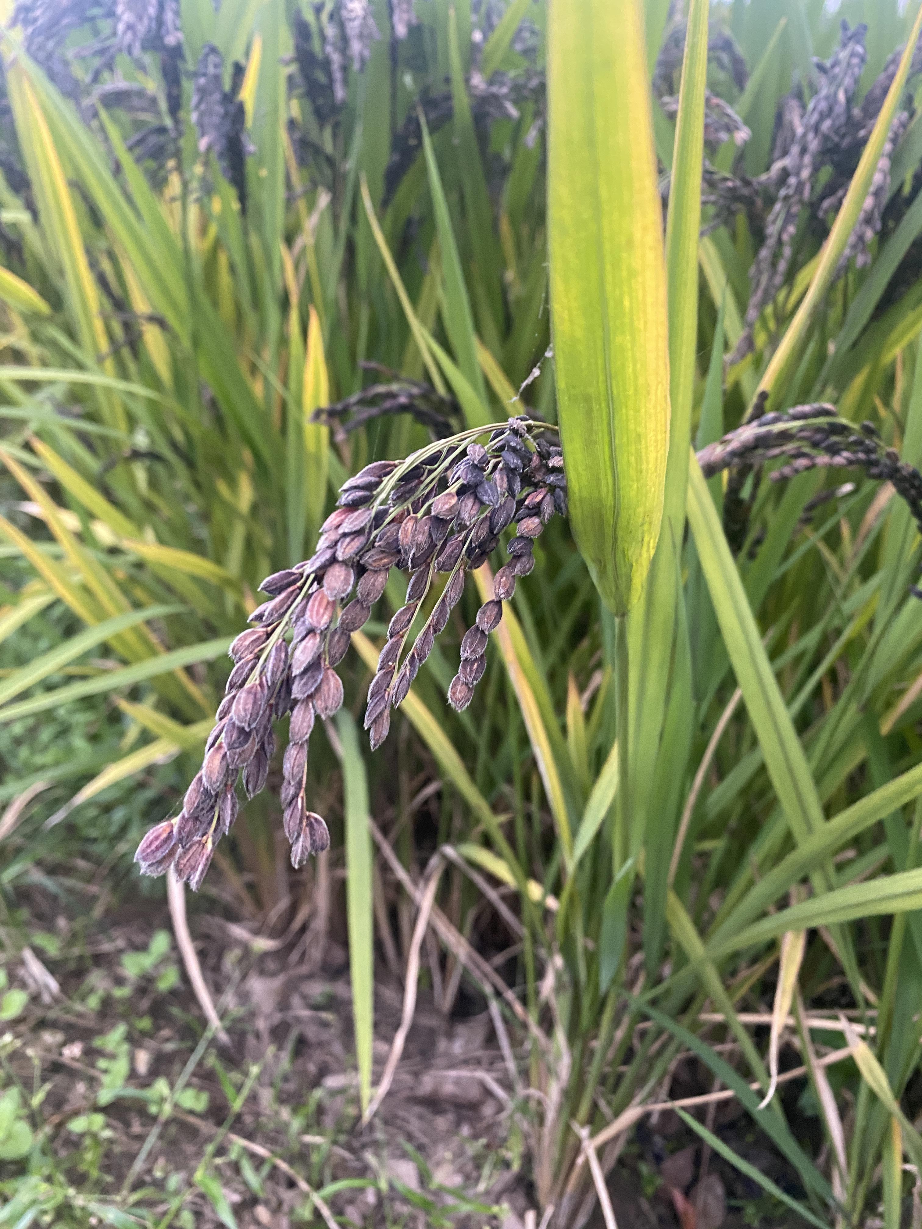 招财猫 的想法: 黑米稻谷原来是这样