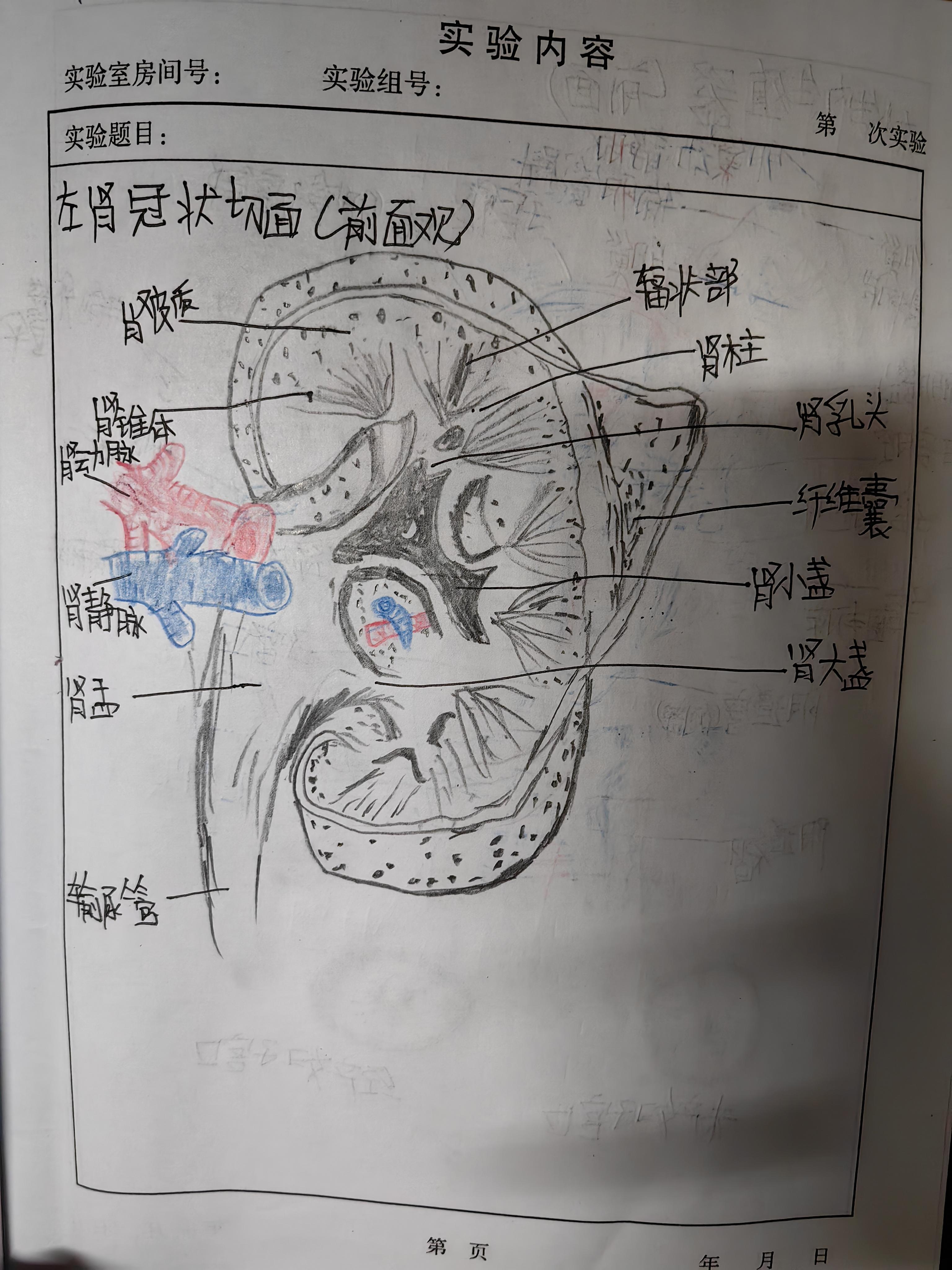 手绘人体解剖图简笔图片