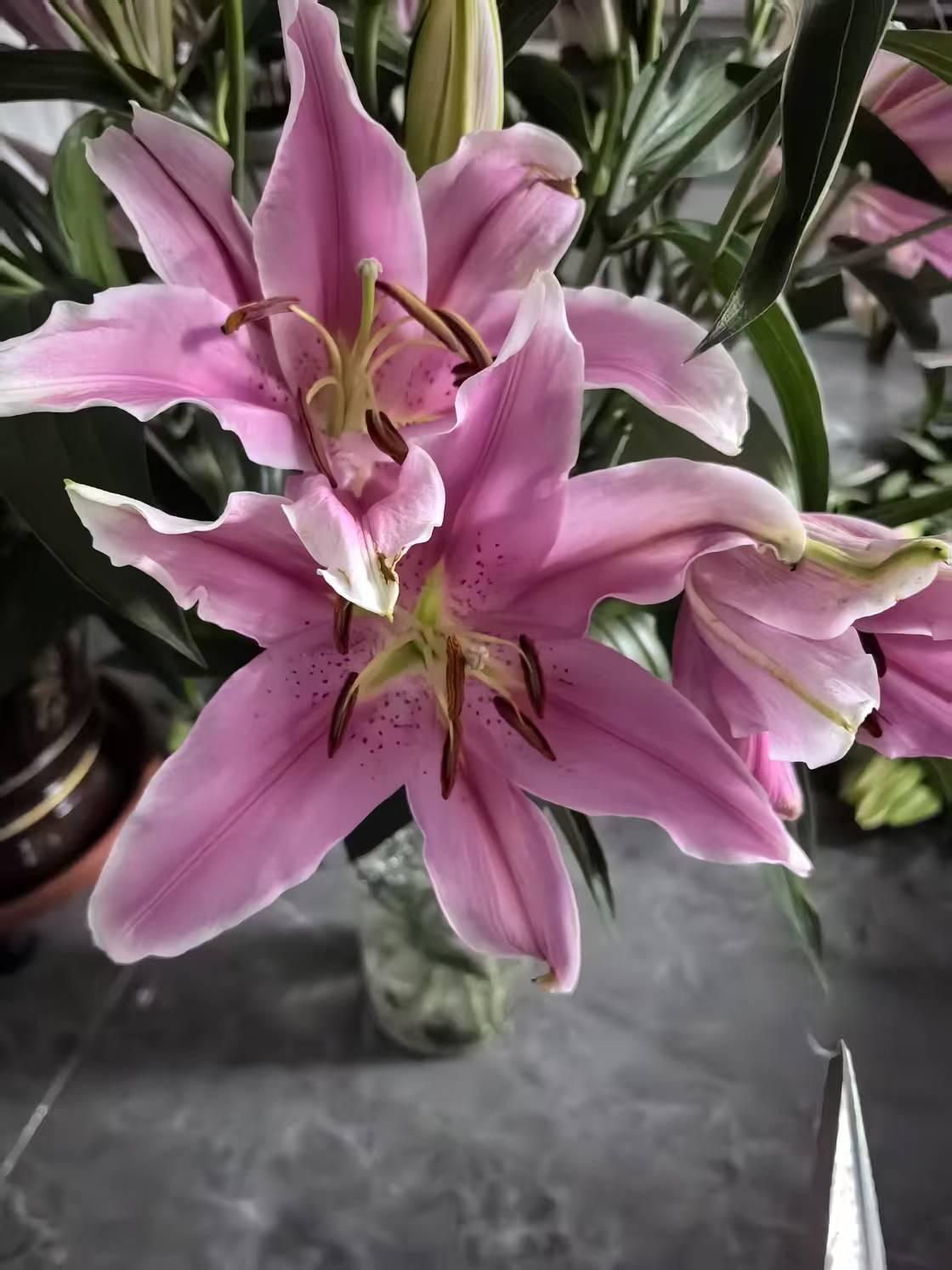 鉴赏 的想法: 百合花象征着百年好合  现在还有可以食用的百合花