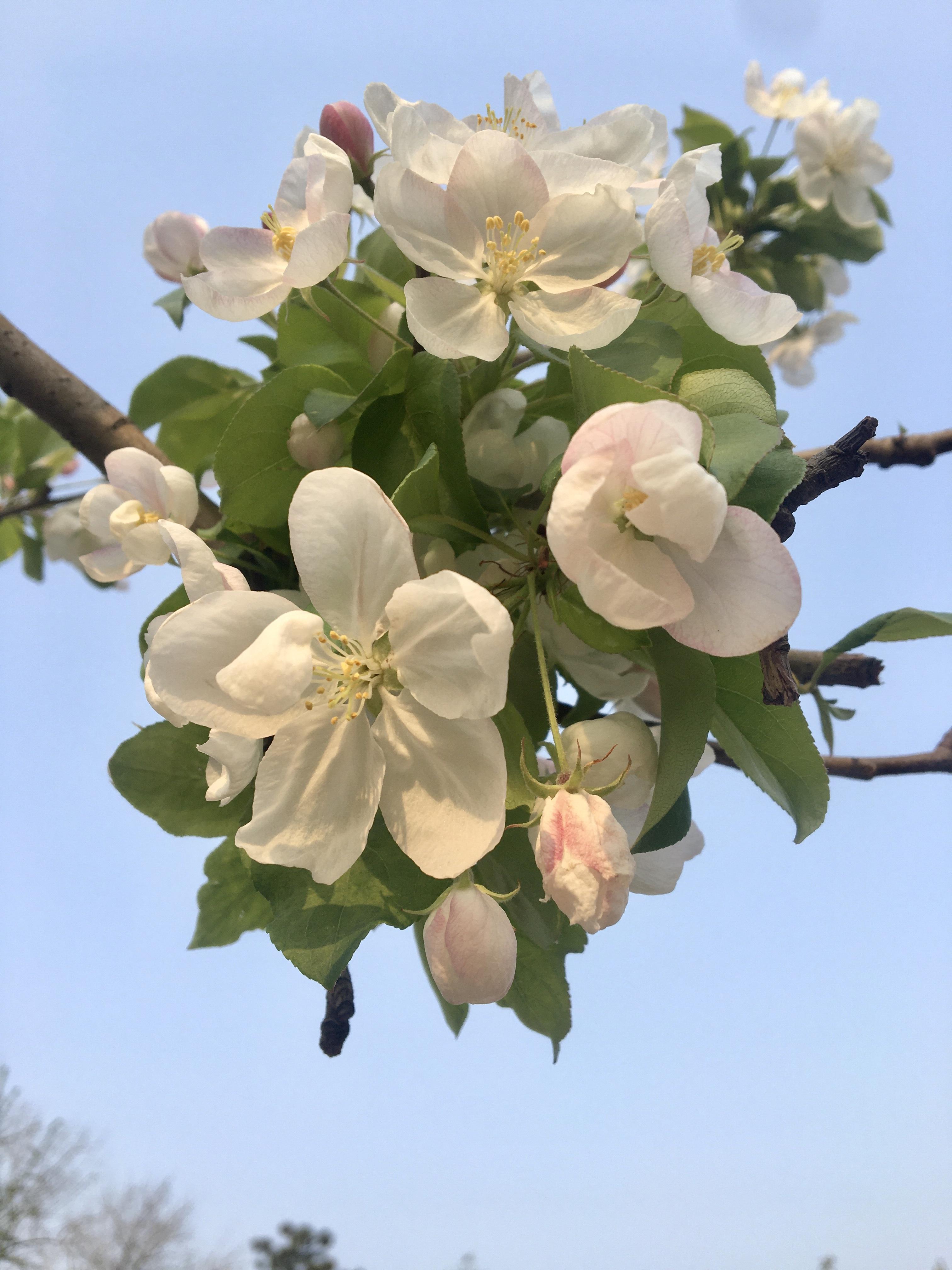 海棠花开电视剧图片