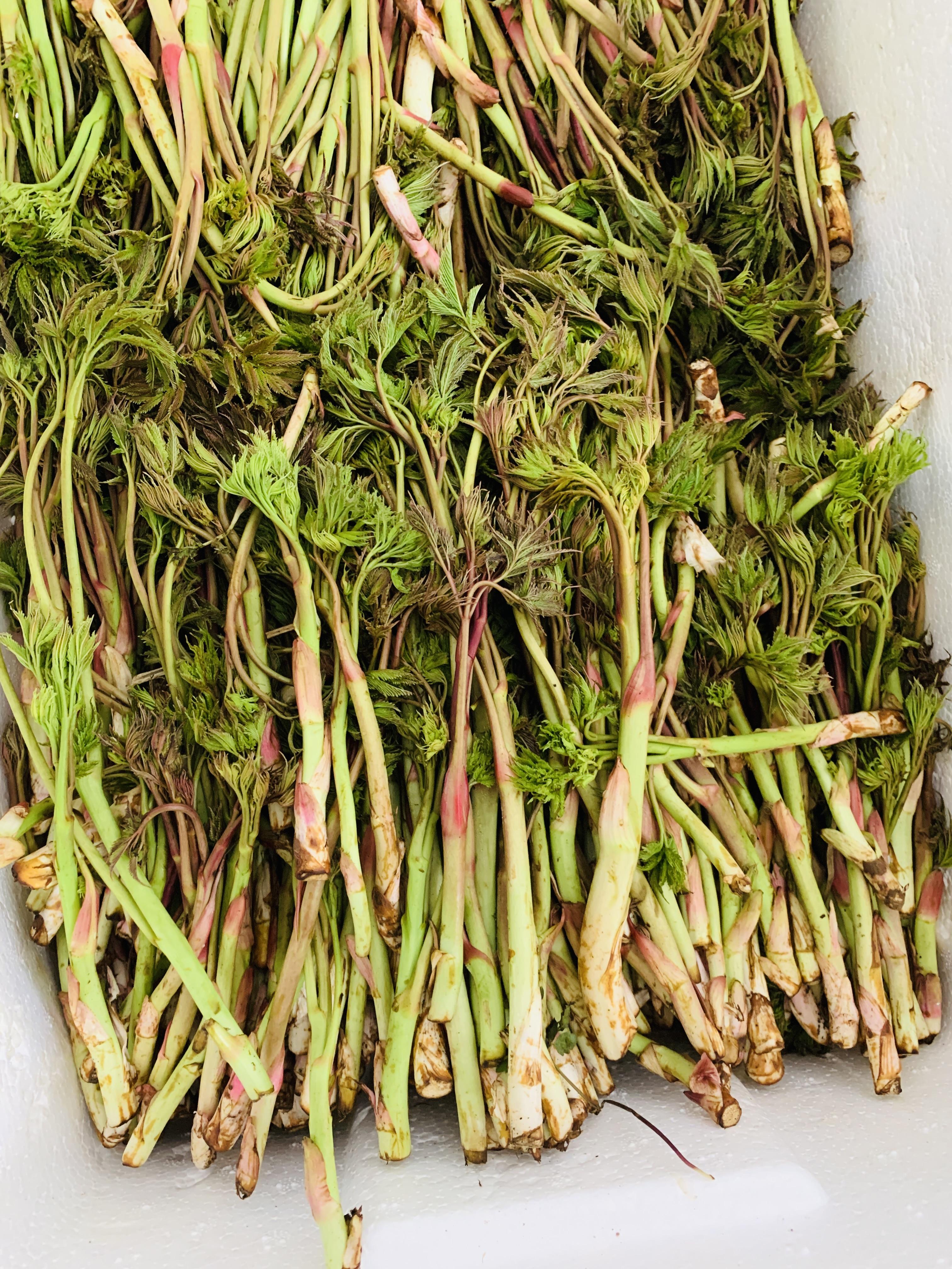 海菁 的想法 王庆超东北山野菜荞麦芽猴腿猪肉?腿包子