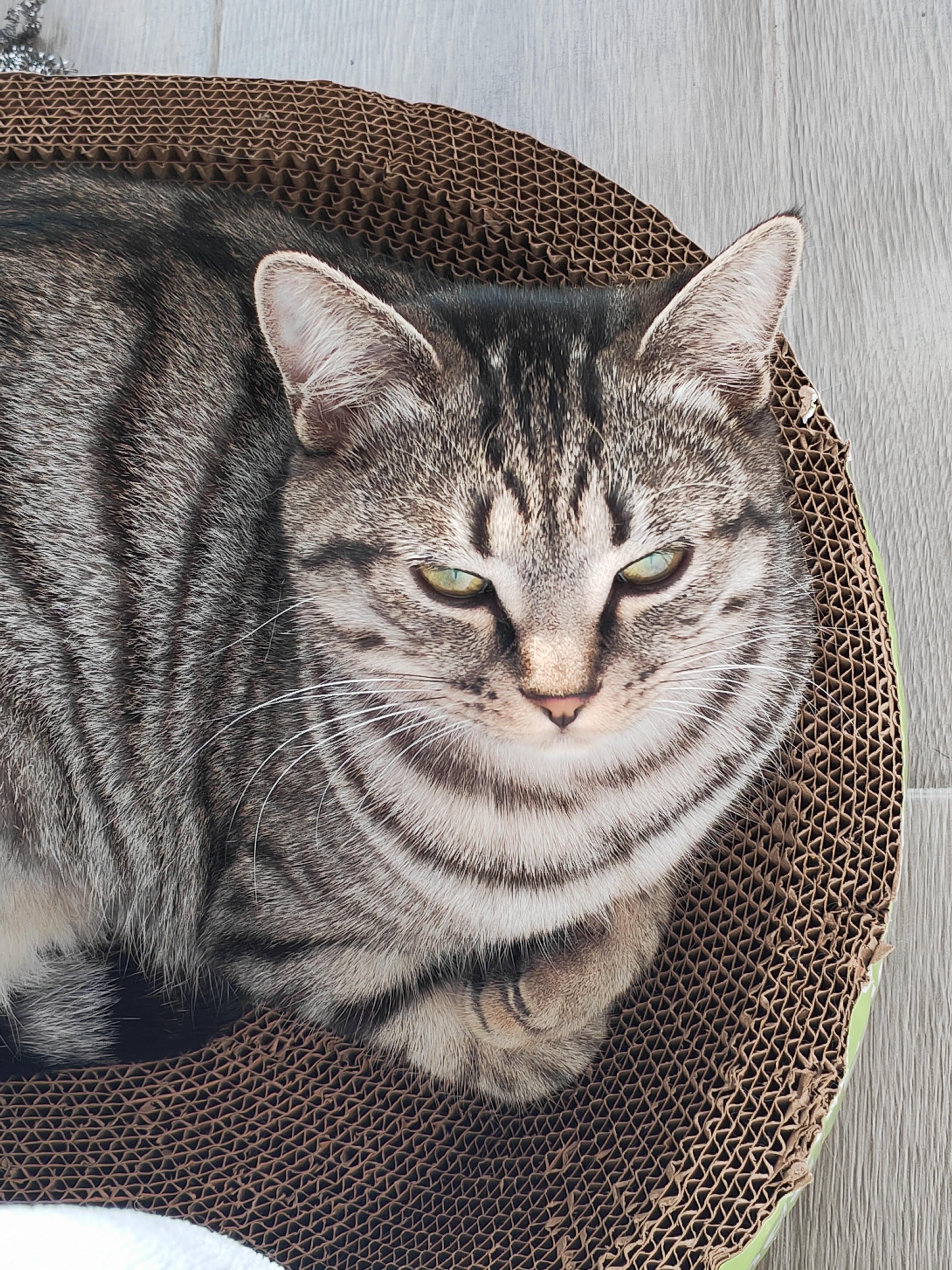 猫月 的想法: 猫咪七个月七斤需要减肥吗?