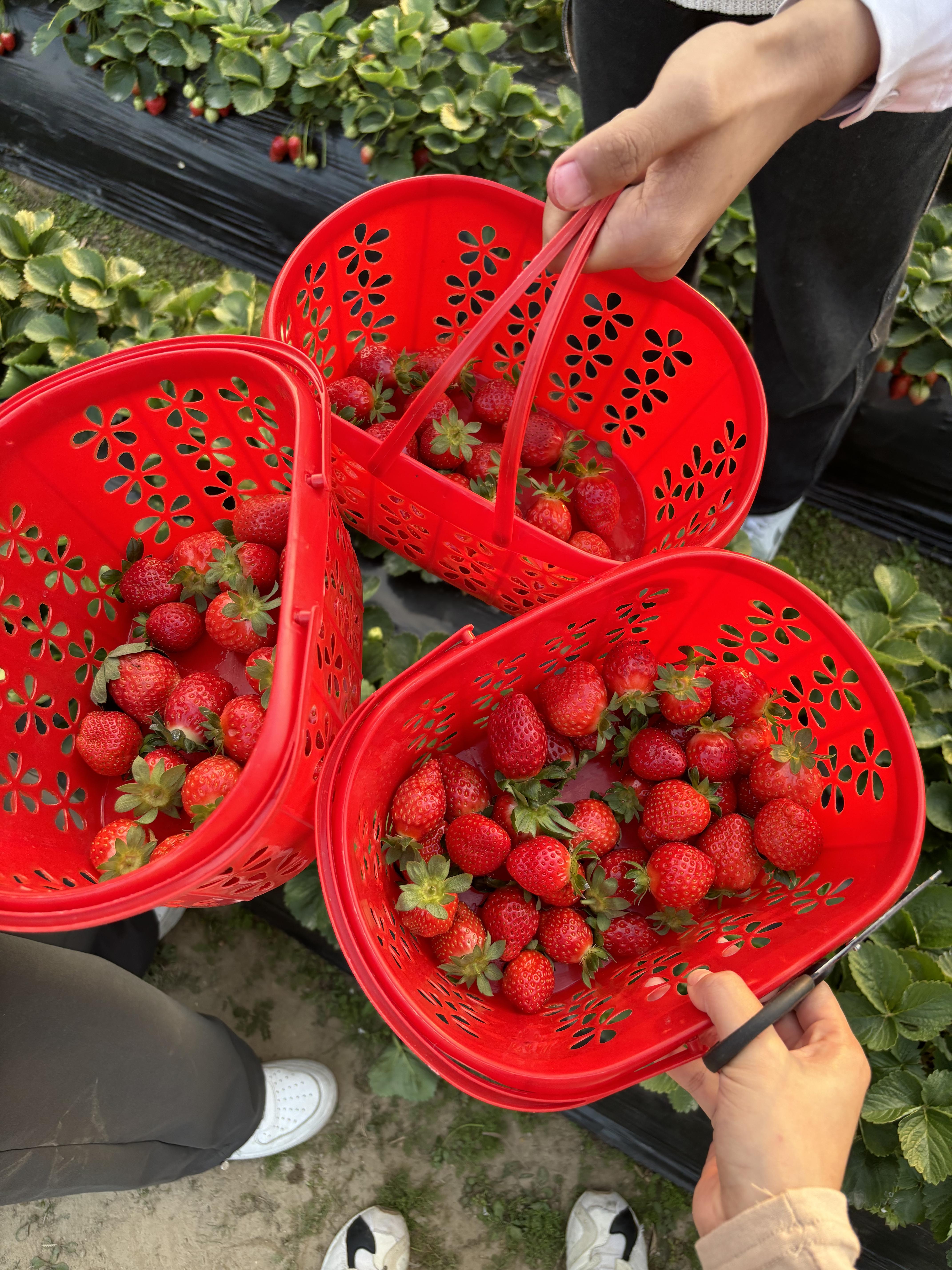 落影成风 的想法: 摘草莓 | 买了那么多次草莓终于吃上了自己摘的草莓