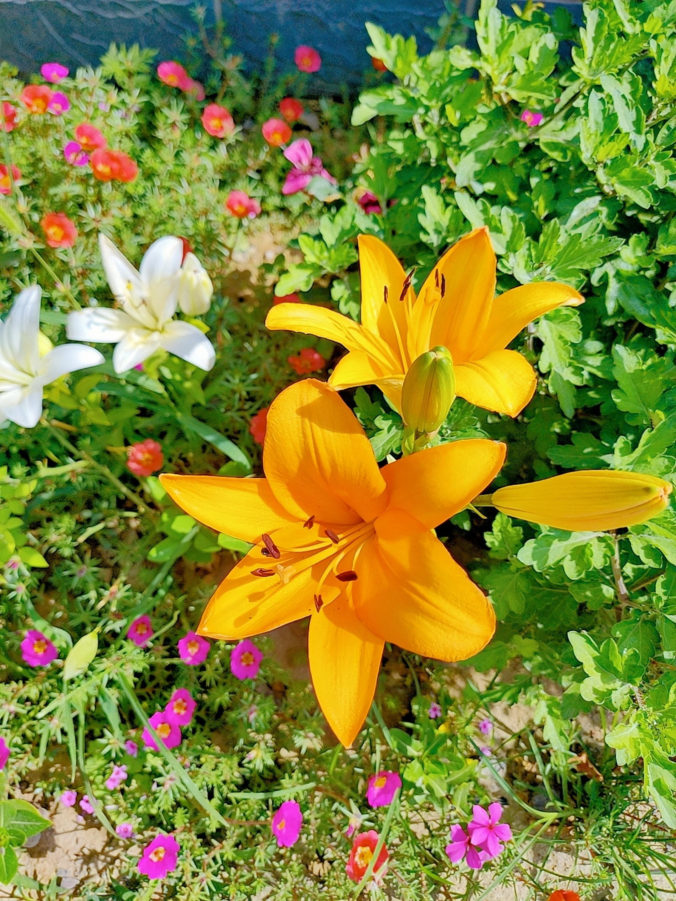 橙黄色百合花象征"胜利,荣誉,繁荣",也寓意富贵与昌盛,刚毅与希望