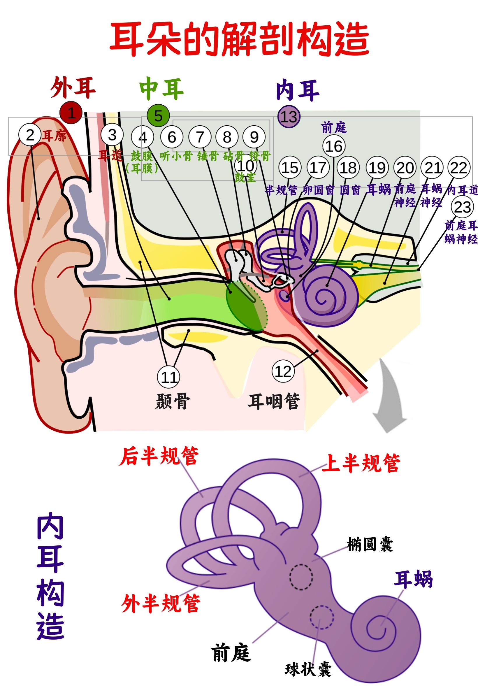 认真学医的小锅锅 的想法: 科普143 耳朵解剖结构