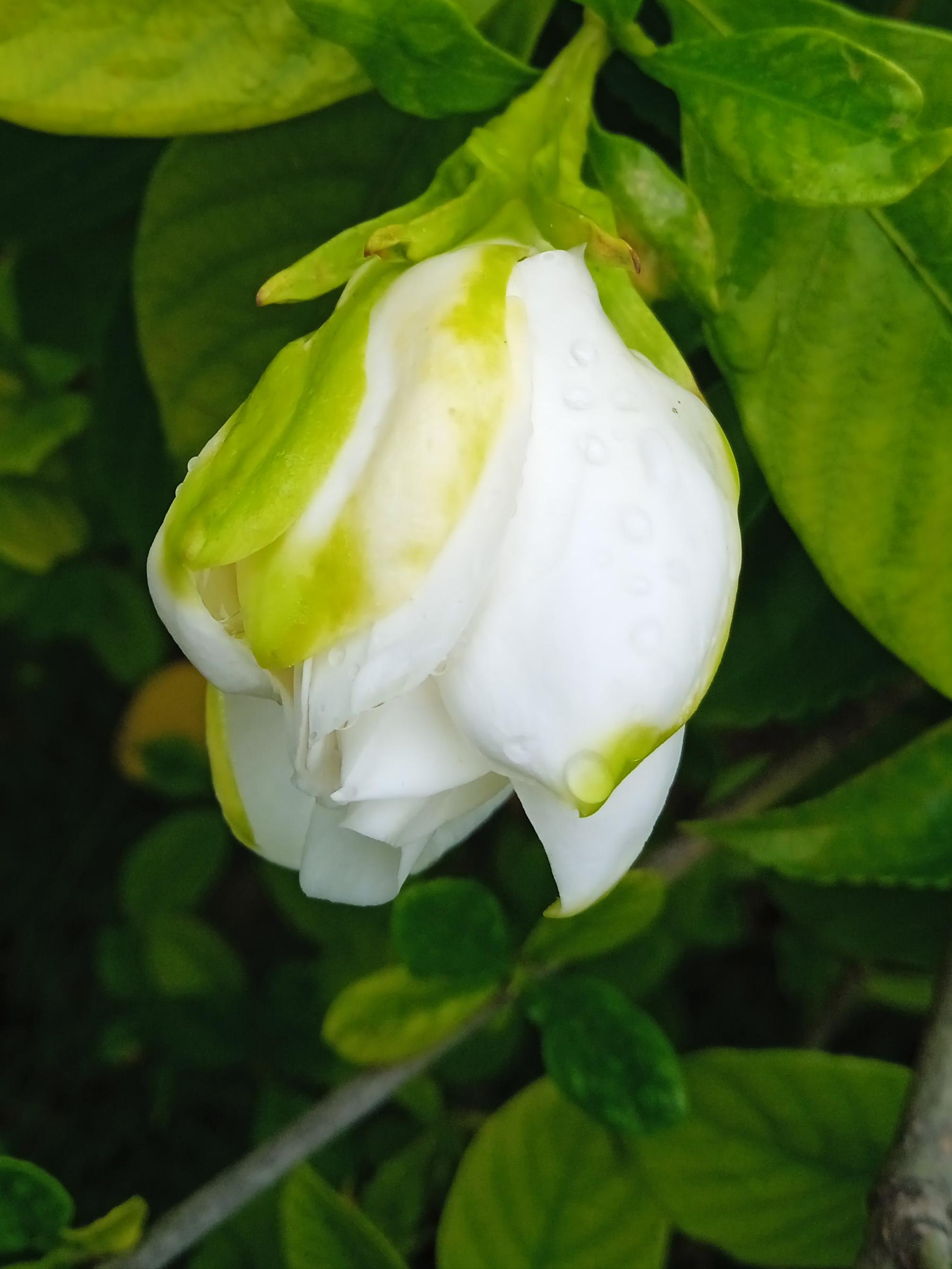 白蟾花花朵硕大,且花香宜人,通常情况下,这种绿化带里的常客会被称作"