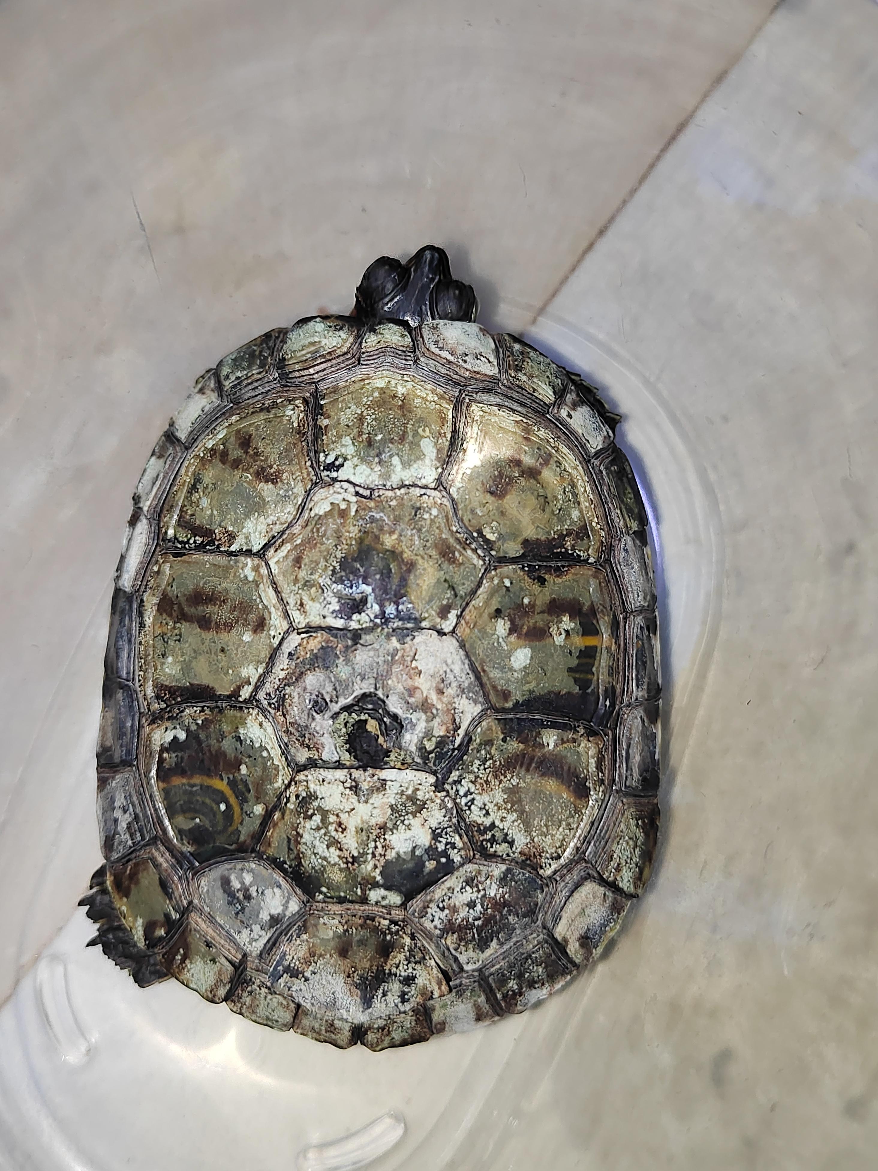 小龟的背褪色了,求问大神这是怎么啦,是真菌感染嘛,要怎么治呀#乌龟