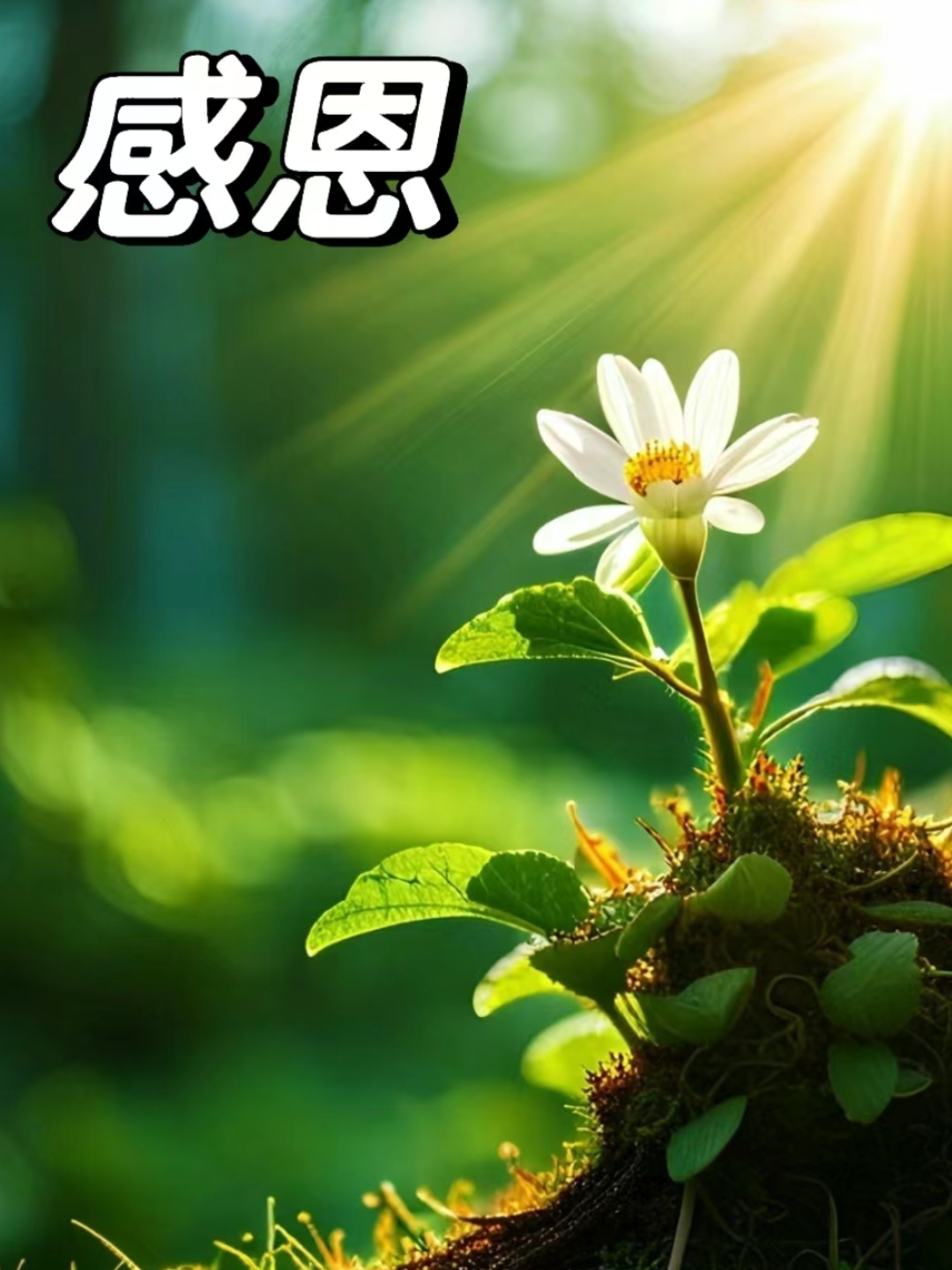 远见卓识花猫 的想法: 感恩这所有美好的一切
