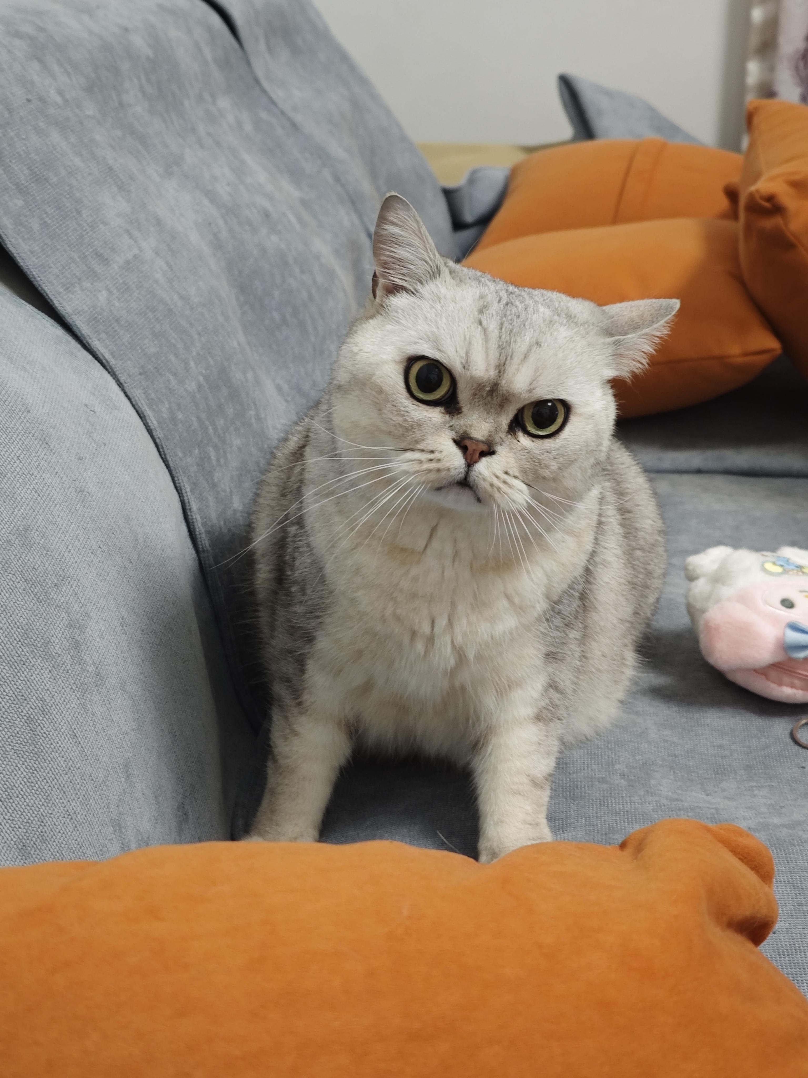 光之国超辣咖喱 的想法: 一只猪猪咪 | 92 拍摄装备:小米14 br>95