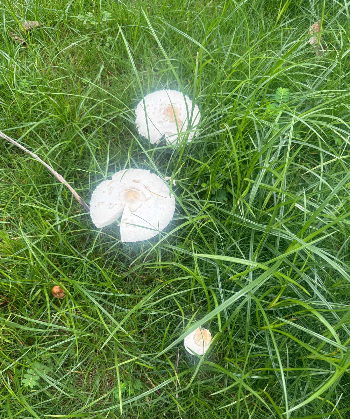 乘风飞翔 的想法: 雨后恣意生长的白蘑菇