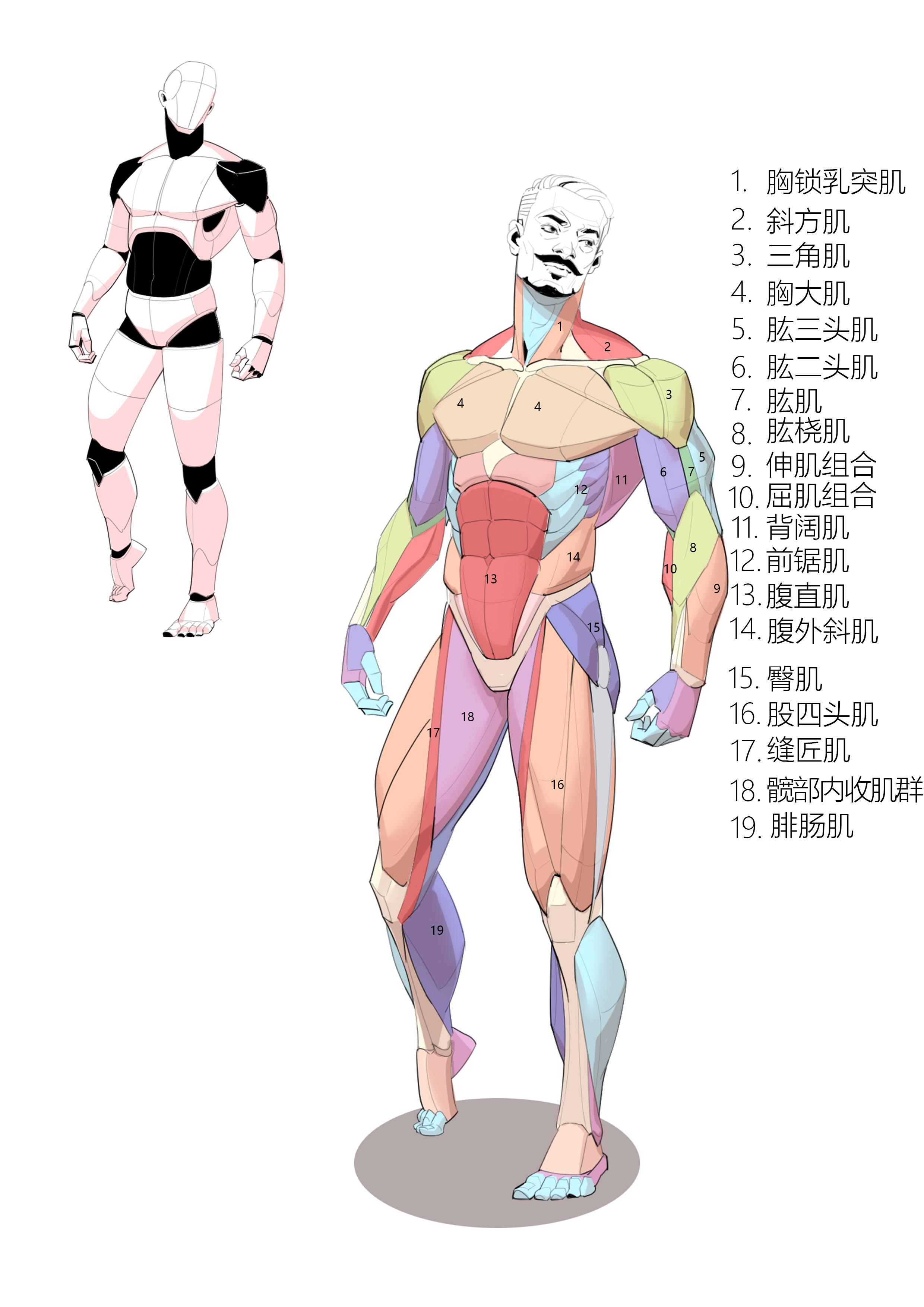 大木画画 的想法: 男性正面背面侧面肌肉结构分布