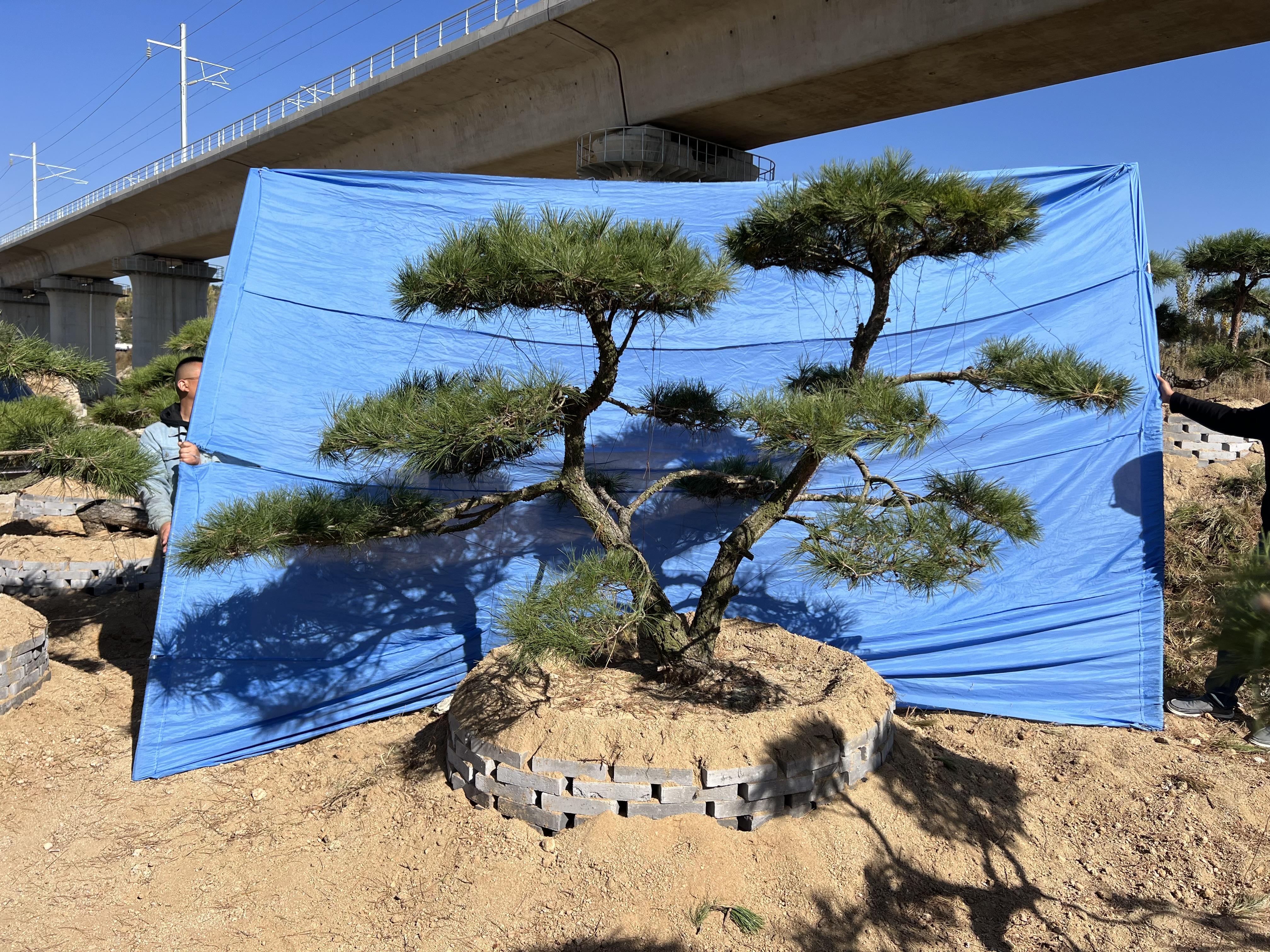 山东莱芜造型油松基地图片