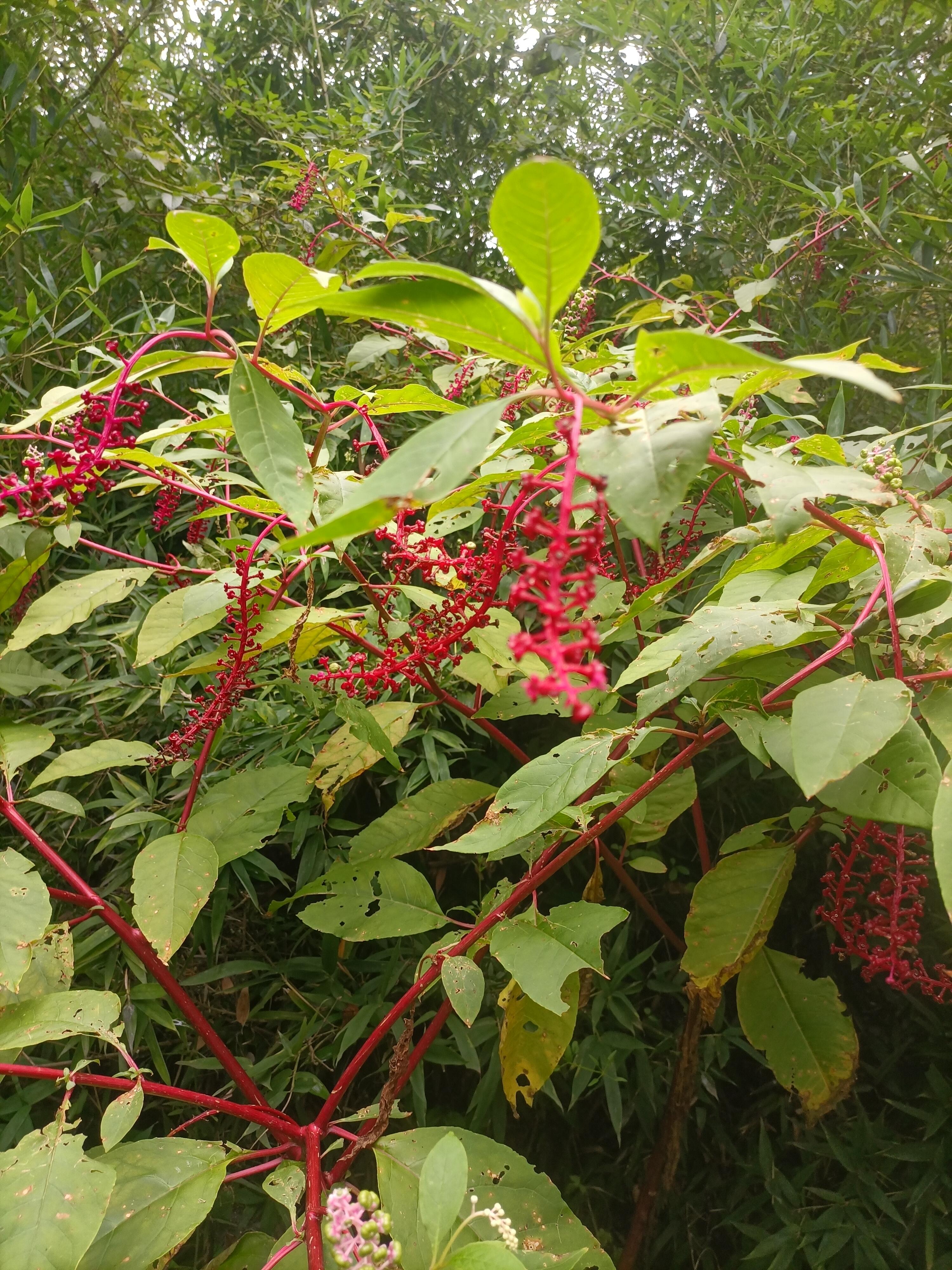 垂序商陆,是一种大型毒草,其幼苗粗壮的像是一