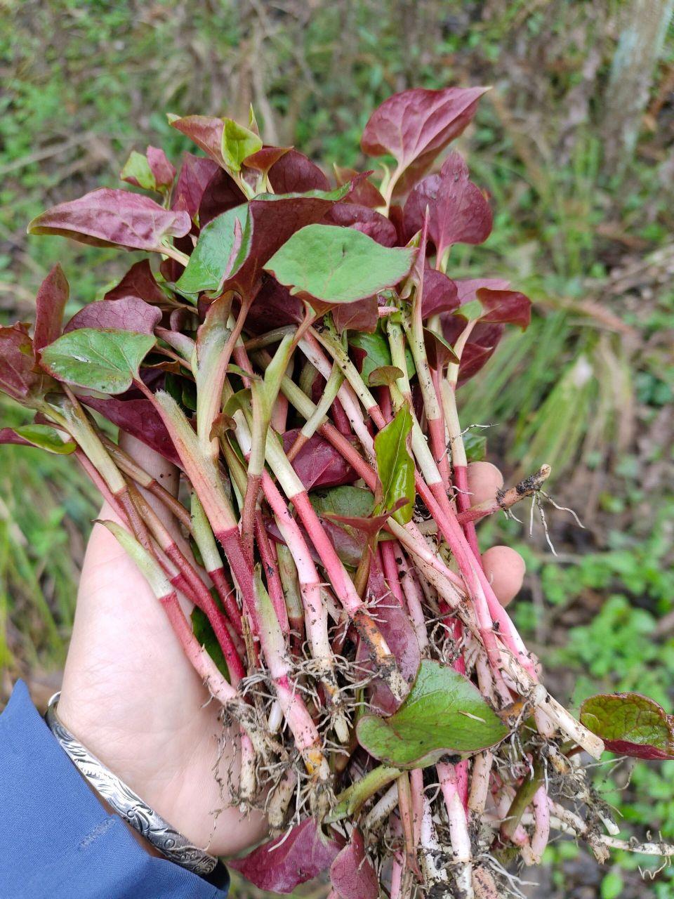折耳根和鱼腥草的区别折耳根和鱼腥草是同一种植物的不同称呼两者之间