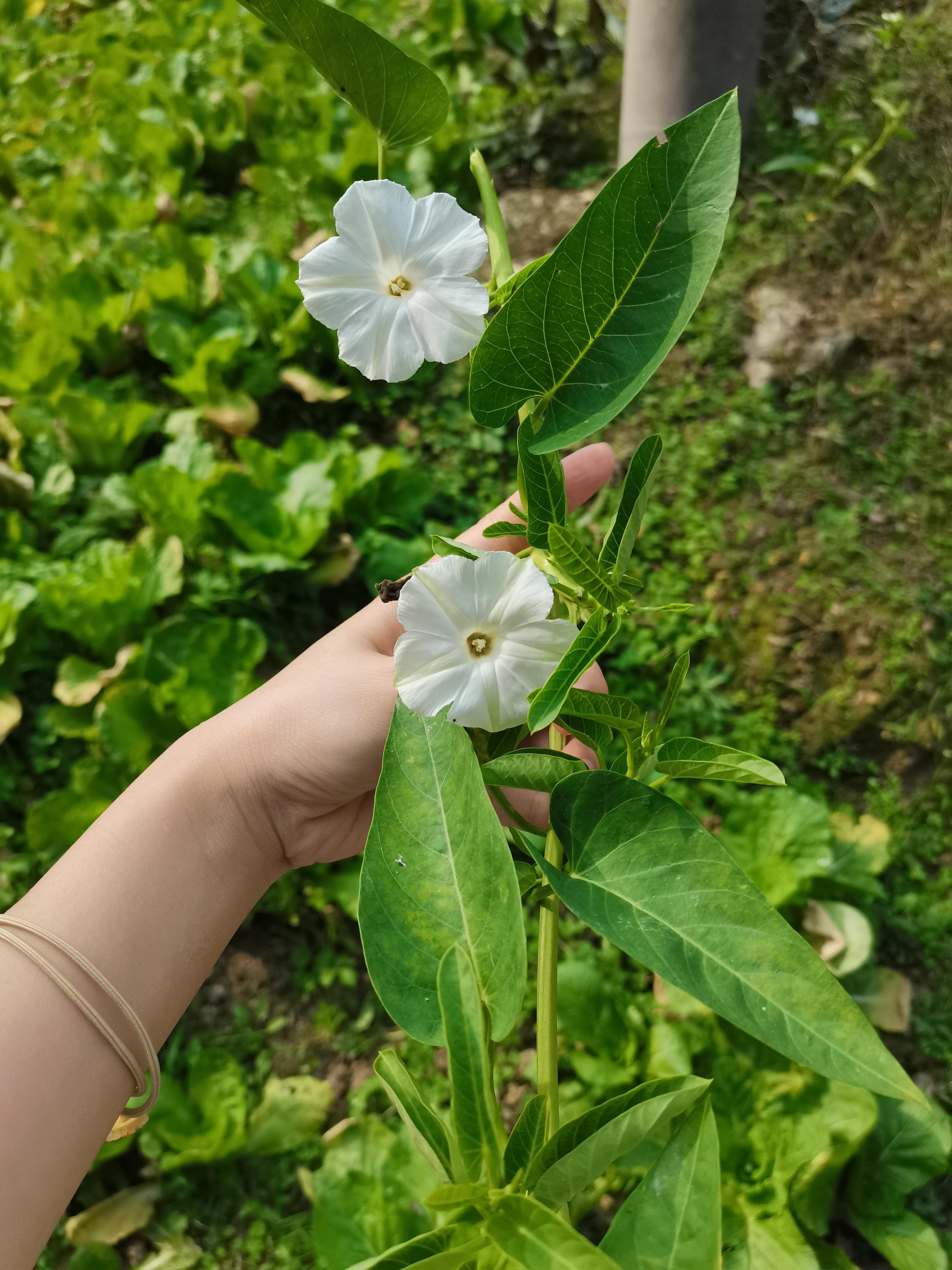 藤菜老藤的留种图片图片