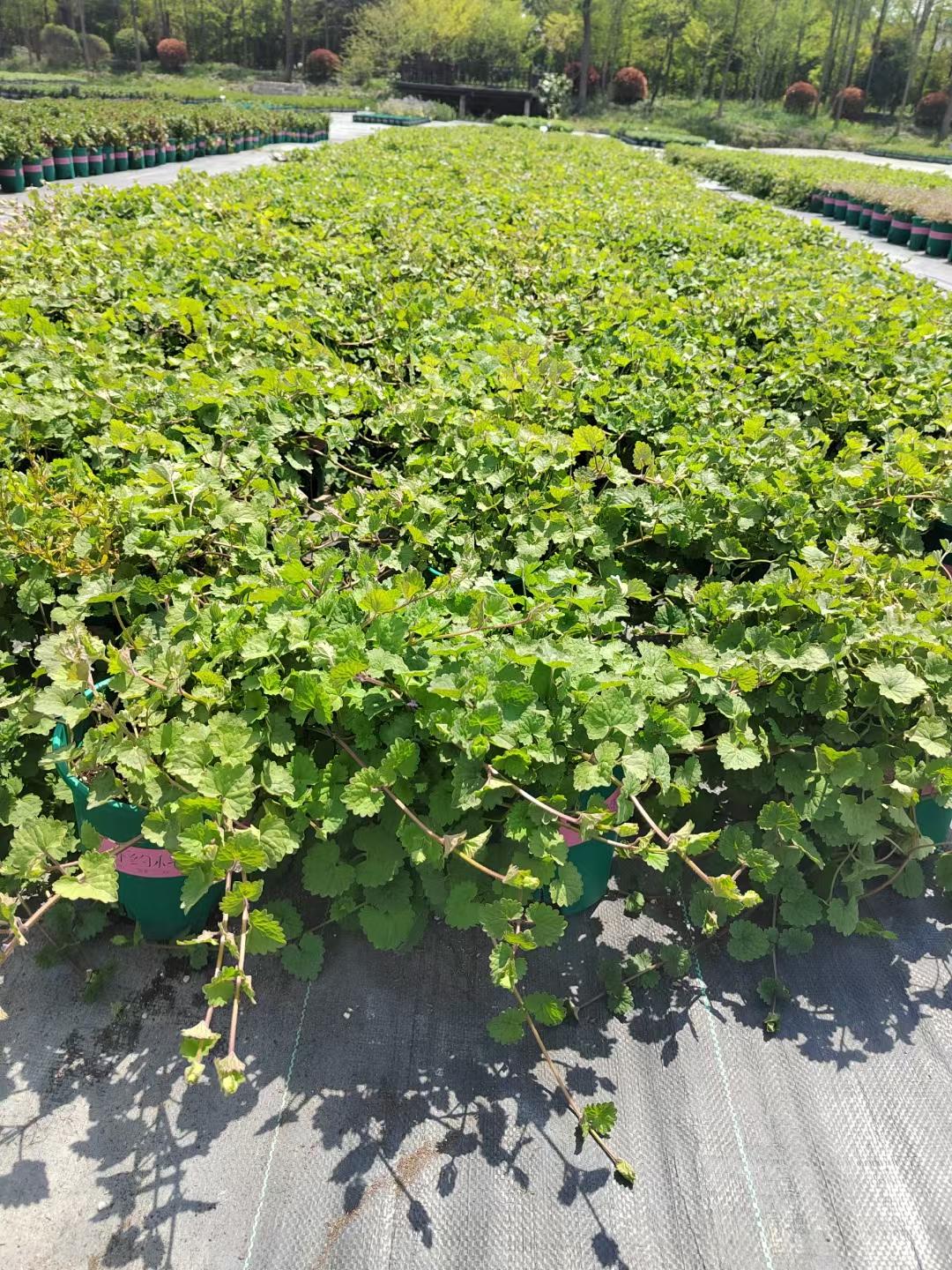 的想法: 垂挂植物推荐:青叶金钱薄荷