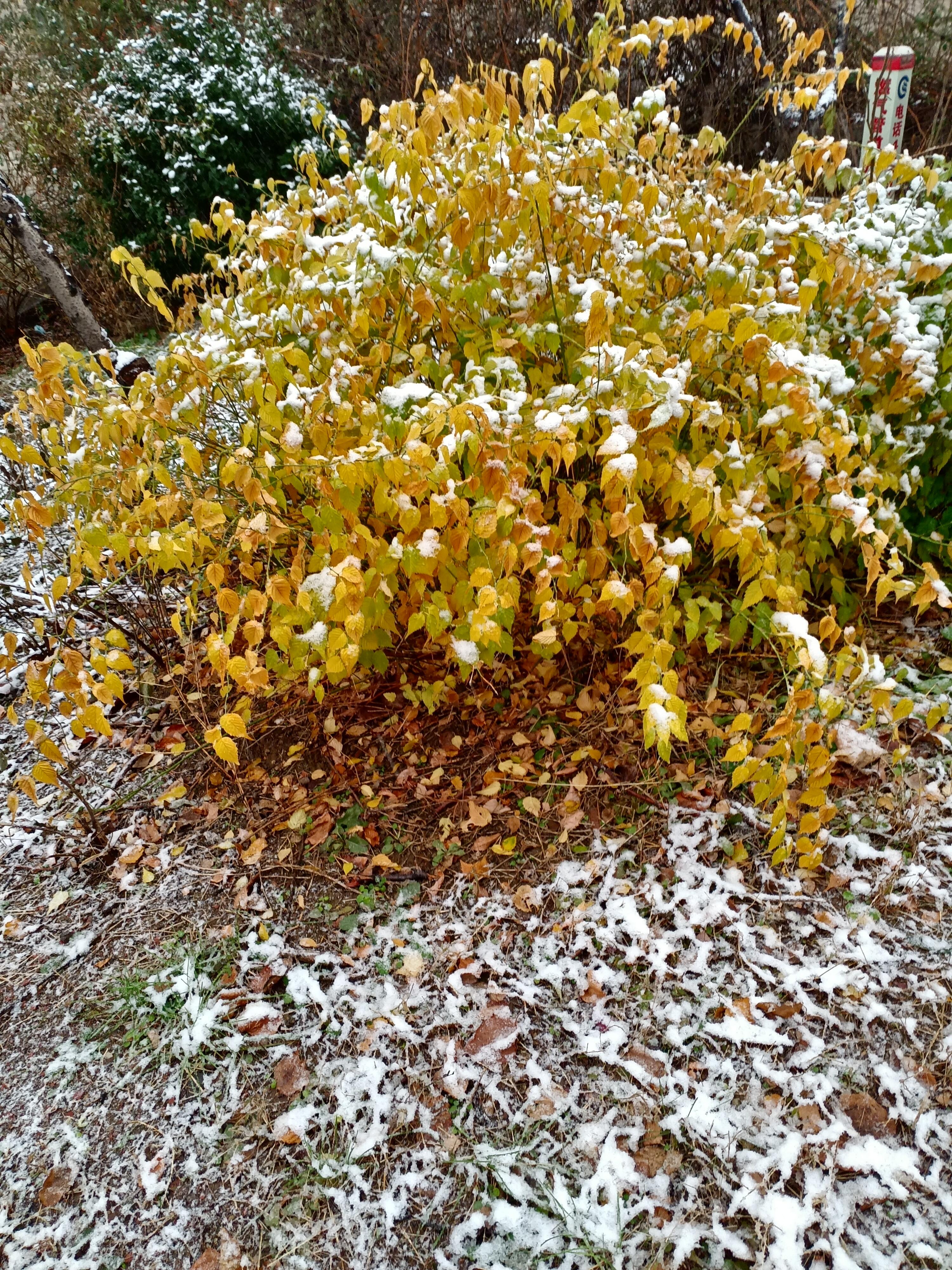 小桥看柳 的想法: 雪花飘落在初夕前夜