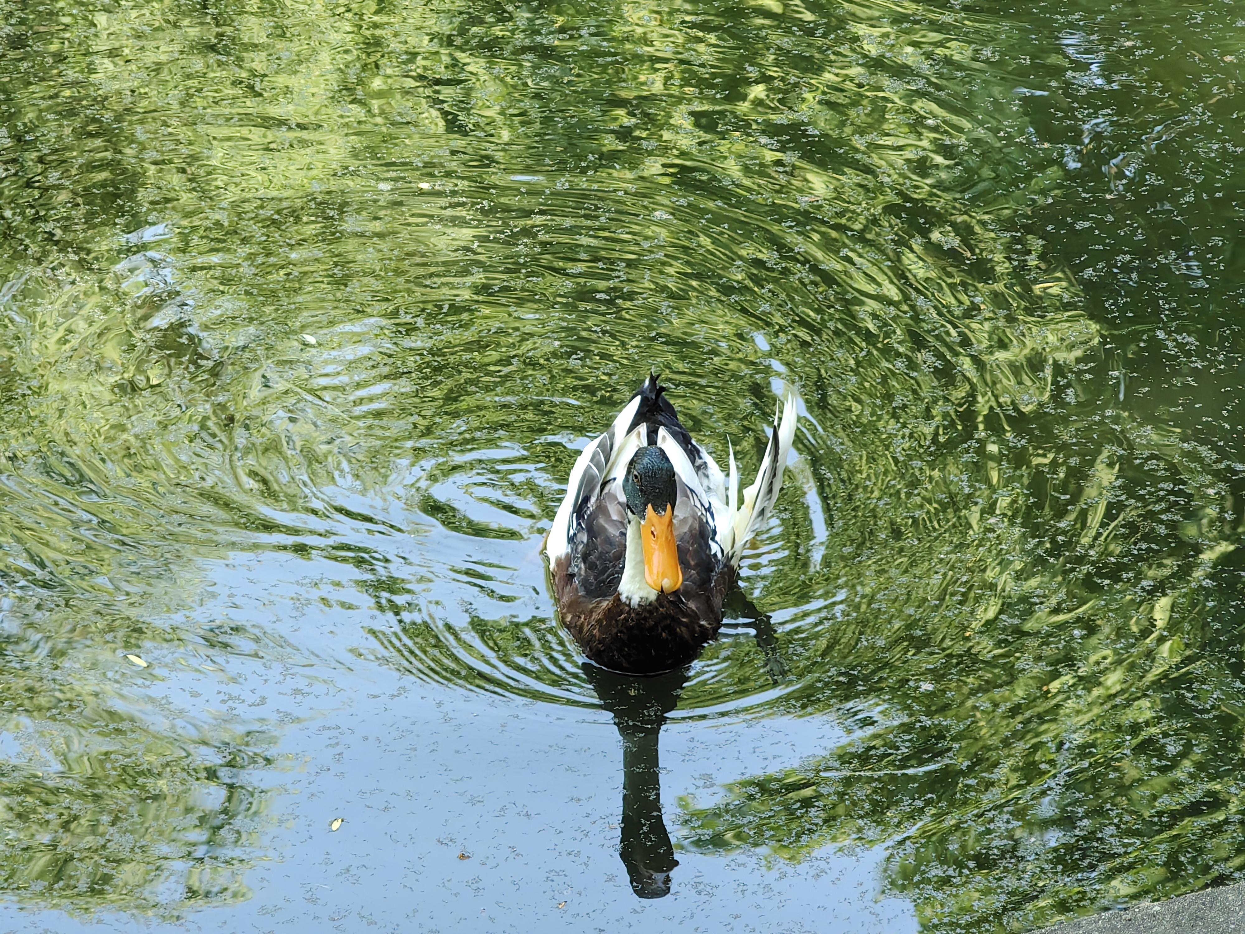 的想法: 春水碧于天 | 95讲个昨天发生的事:下午,池塘,鸭子08 br>
