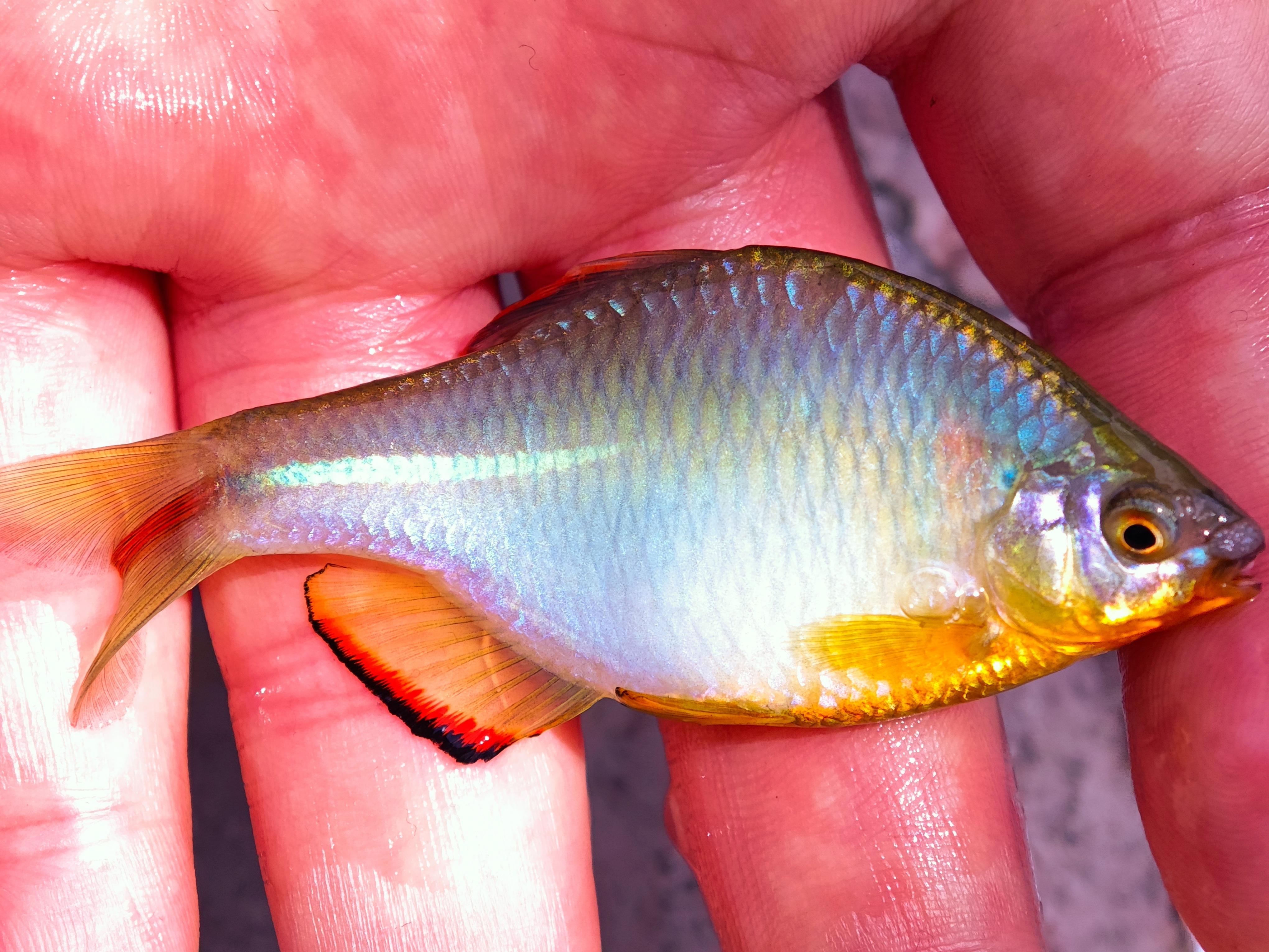 thesixlgd 的想法: 中华鳑鲏rhodeus sinesis