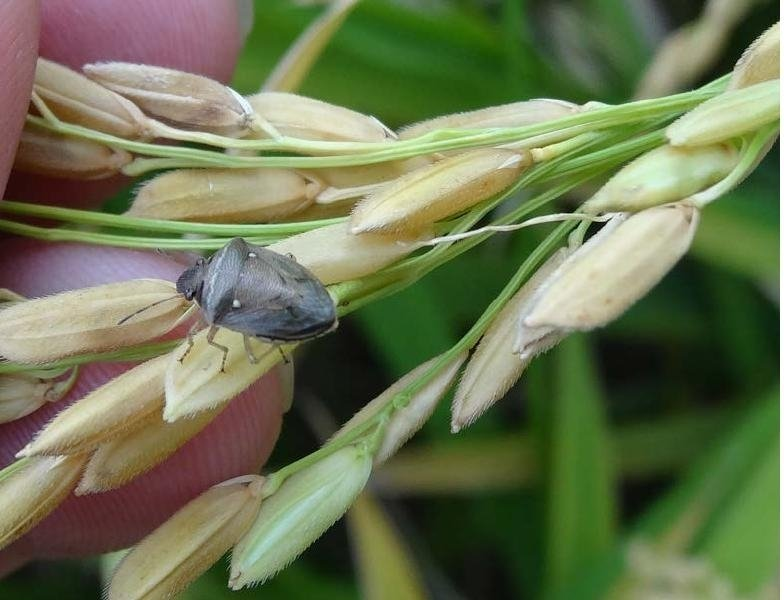 形态识别:稻黑蝽俗称臭臭虫,以成虫,若虫为害水稻.