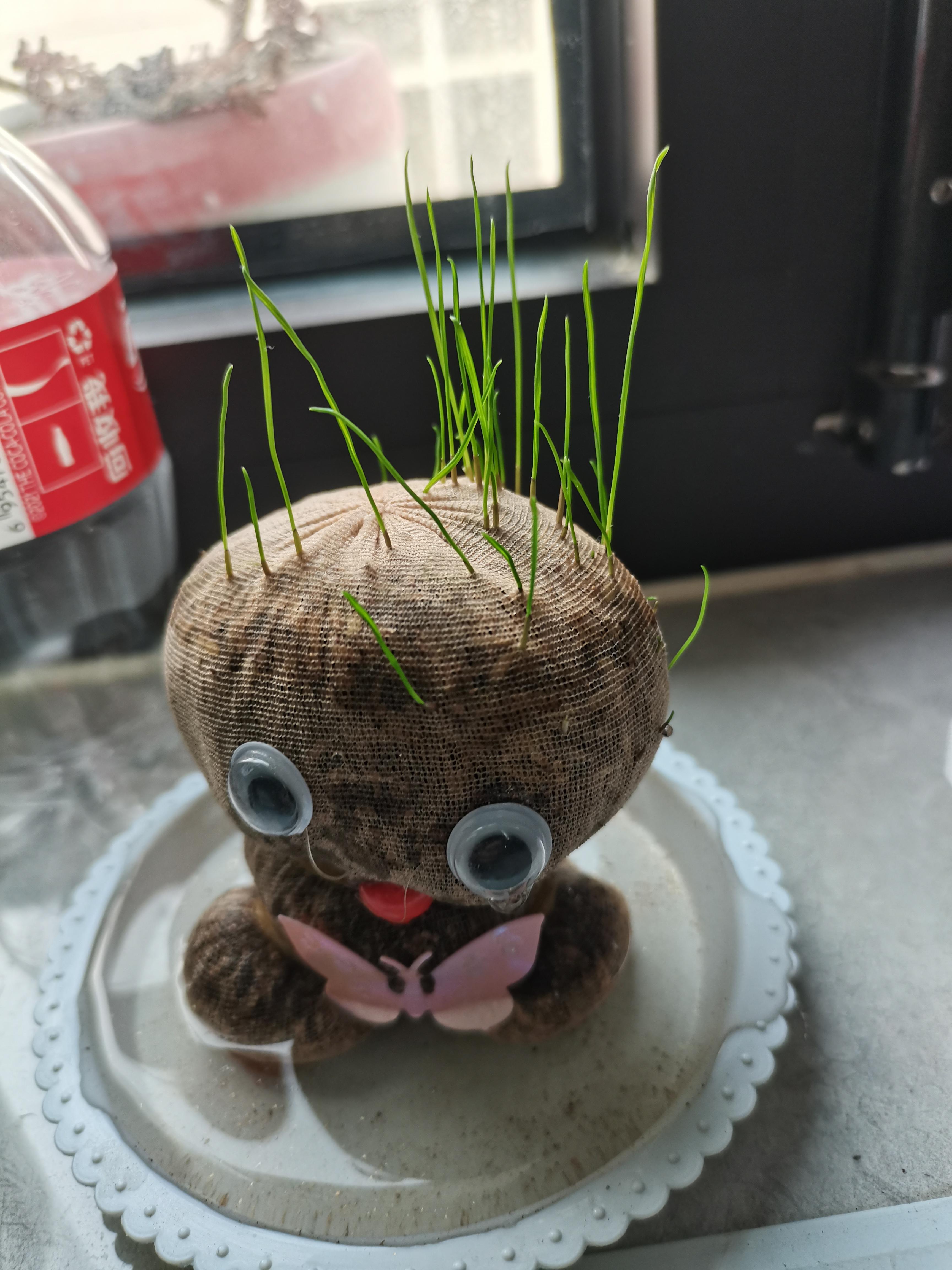 从商家那里给孩子拿的长草娃娃,长出来是这样的