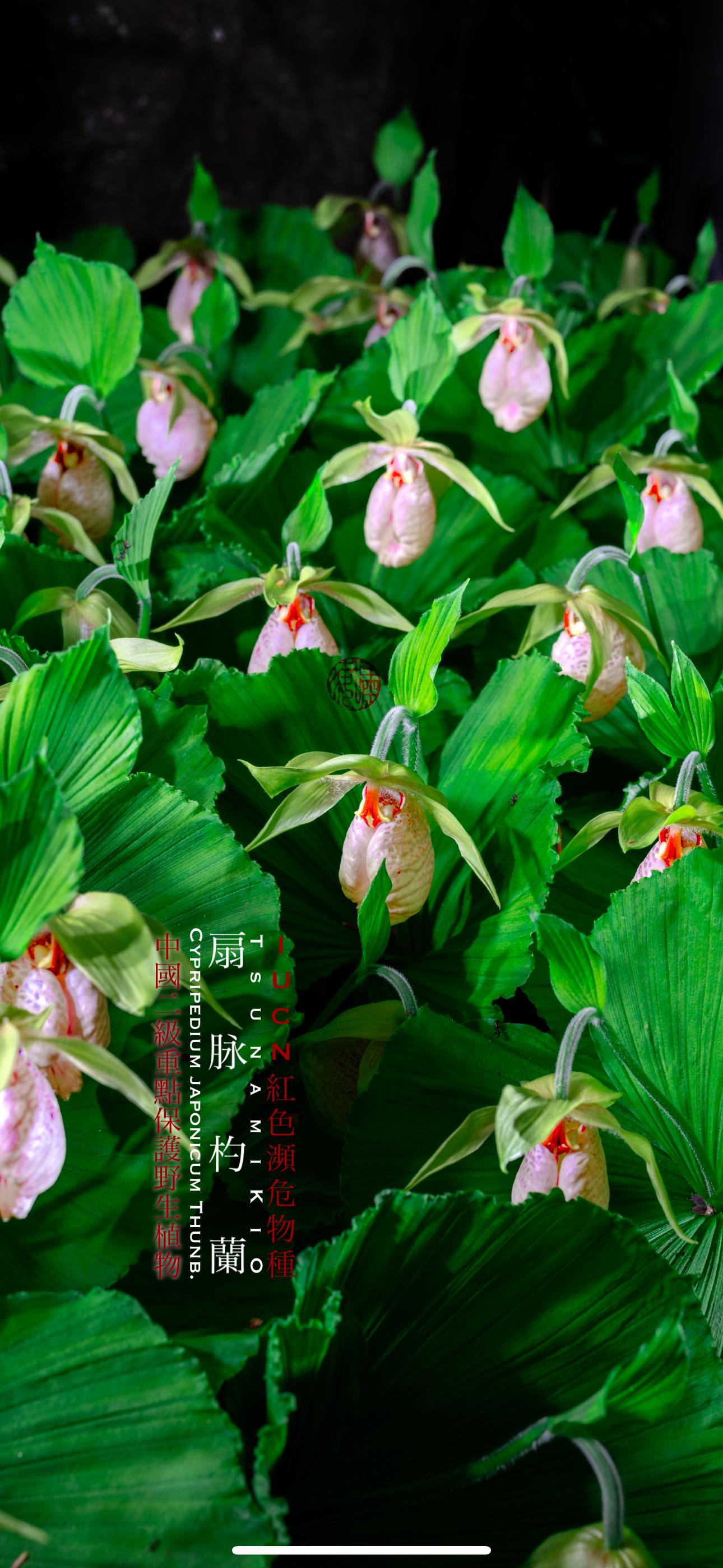 扇脉杓兰cypripedium japonicum thunb.