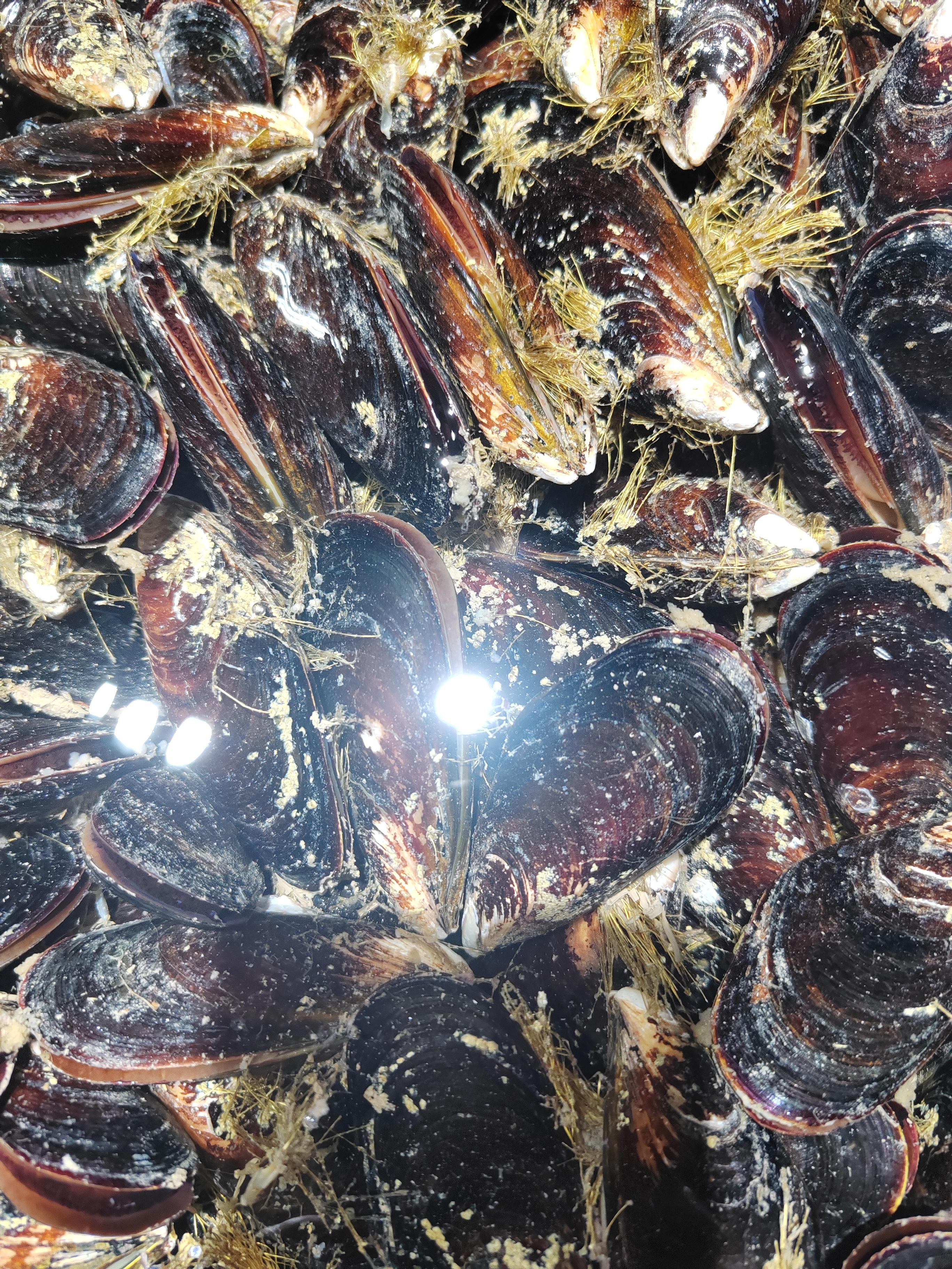 但切记吃海虹必