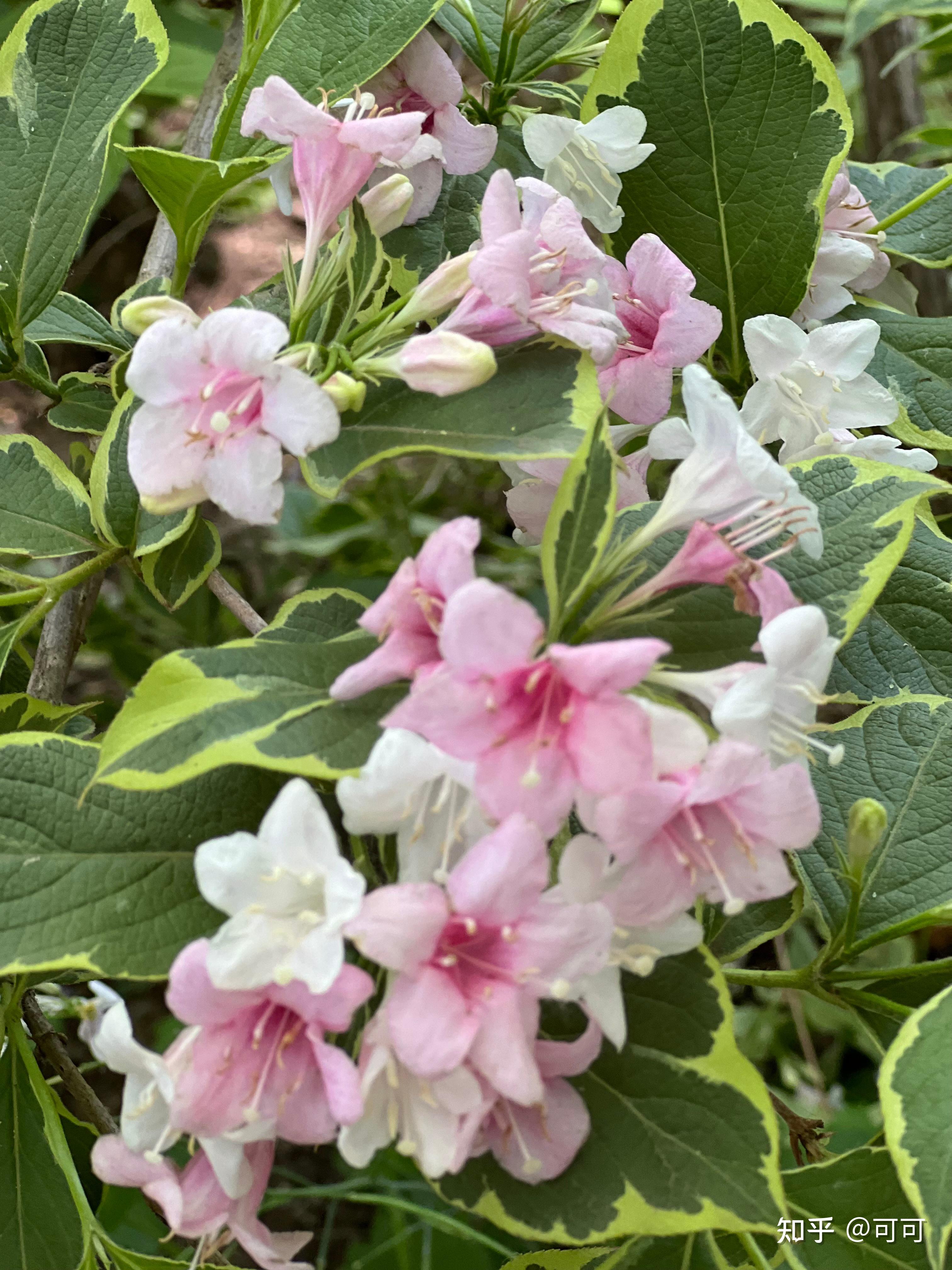 艳丽花朵密集成簇看上去好像一匹匹锦缎缠绕在树枝上故起名为锦带花