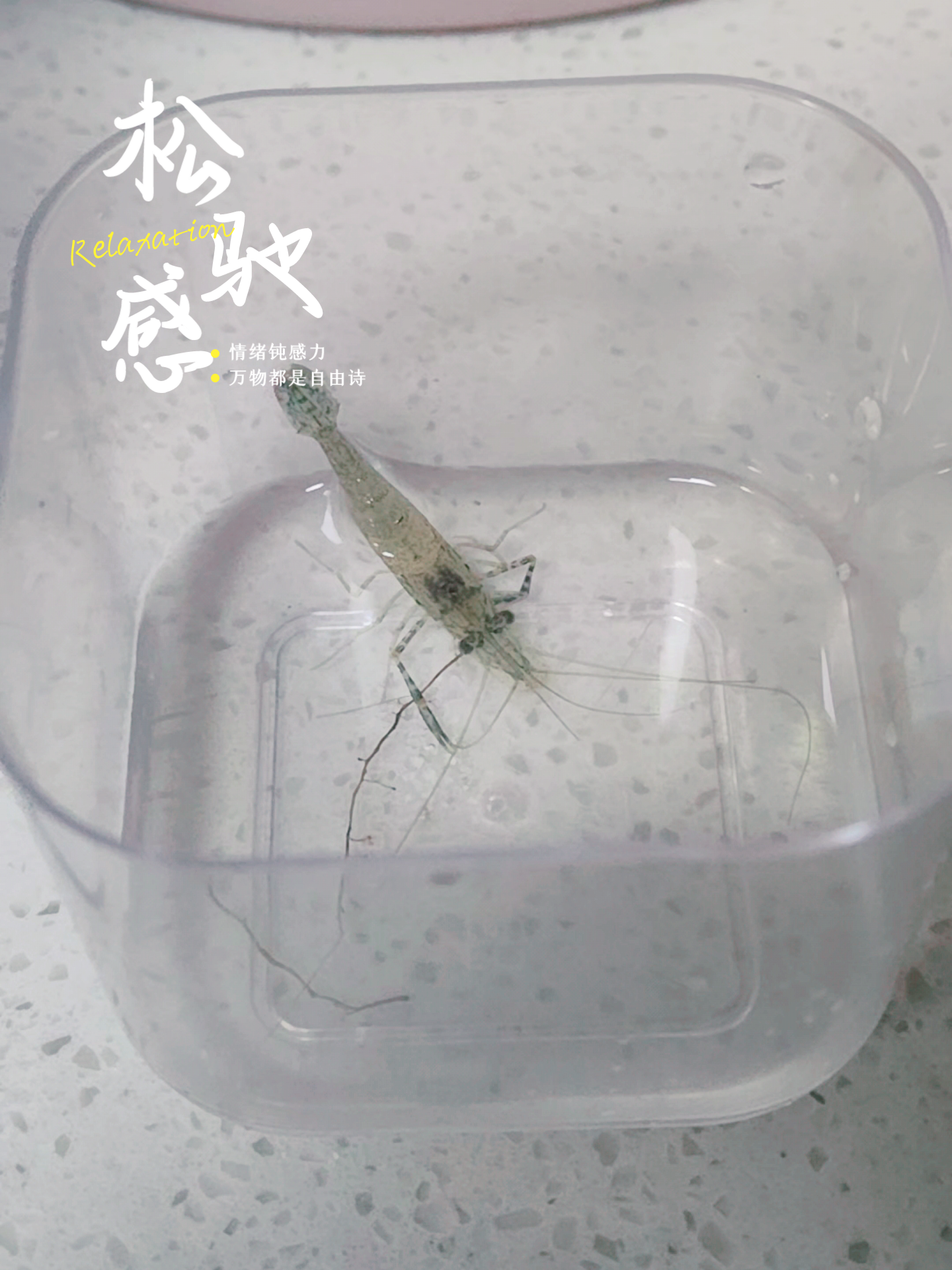 昨天晚上买了点小虾米来炒着吃,结果炒菜的时候,有一只超级活跃的虾
