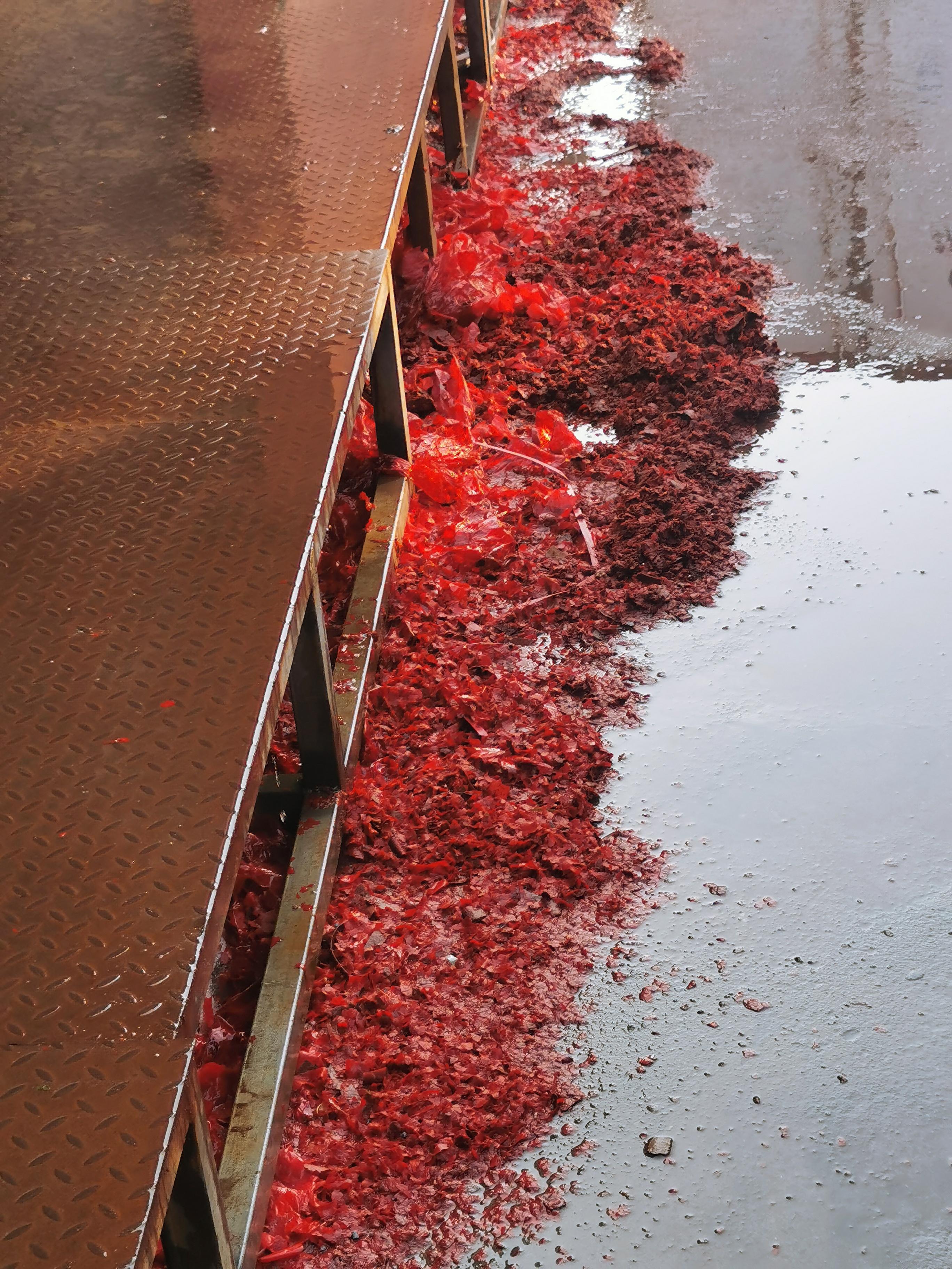 的想法: 满地红代表财运,领导要求不能扫