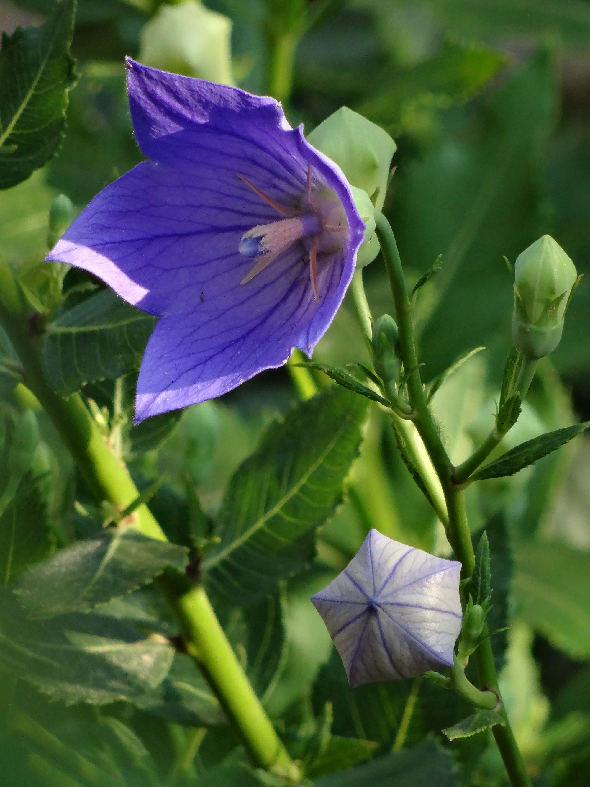 桔梗是桔梗科,桔梗属的多年生草本植物
