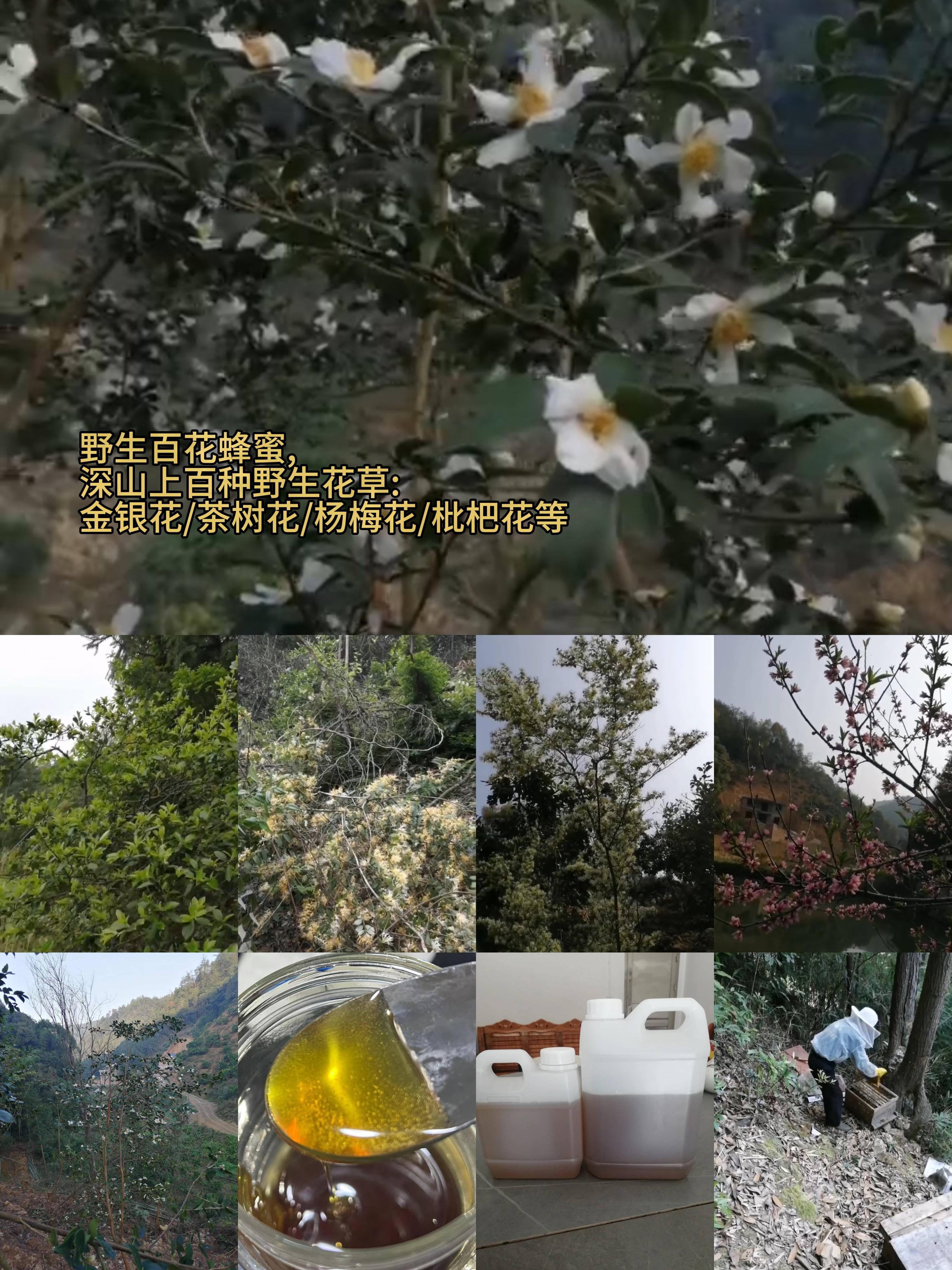 如何鉴别土蜂蜜真假(辨别土蜂蜜真假妙招)