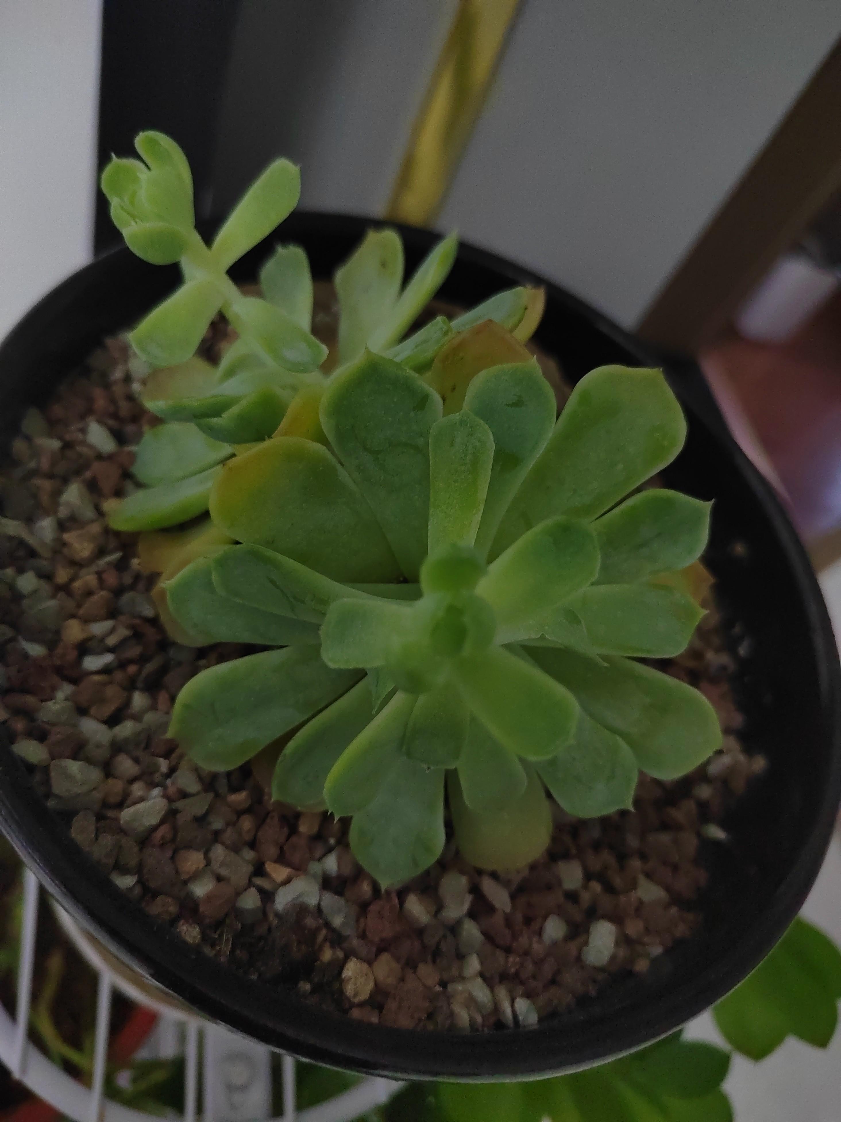 陈望舒 的想法: 家里的几盆绿植