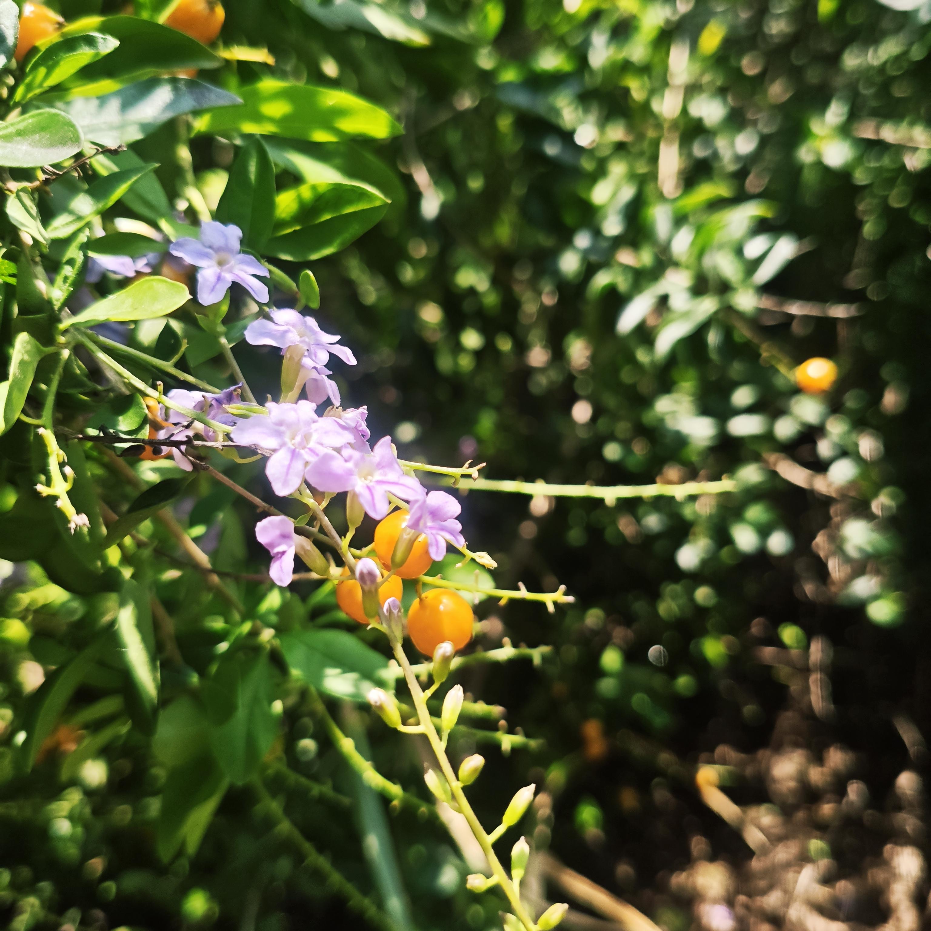 满树结的小果子黄橙橙的,树还尖尖的刺,搜一下才知是假连翘,可惜无人