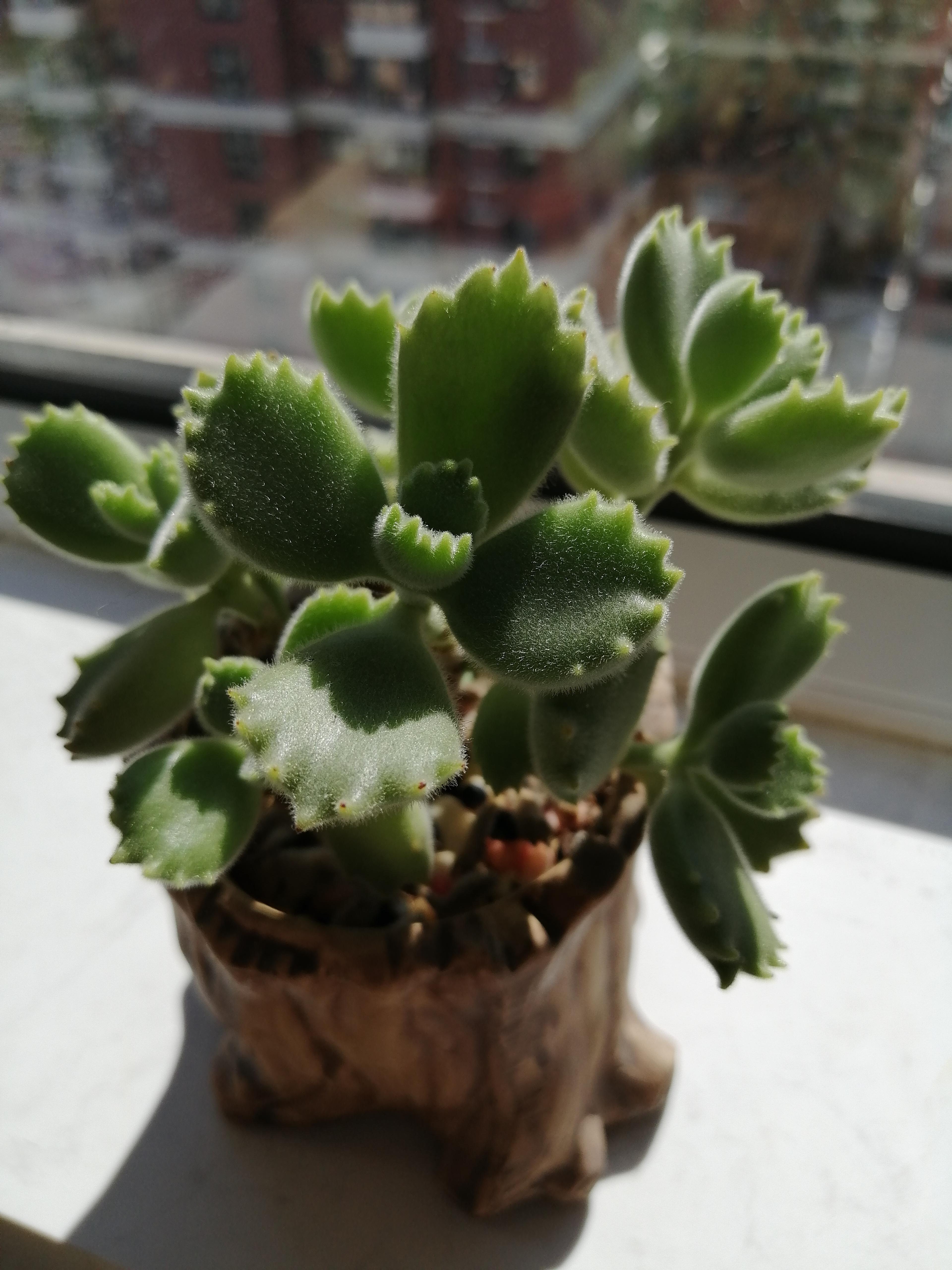 飞扬 的想法: 多肉植物 | 绿绿的,肉肉的,长得敦敦实实.