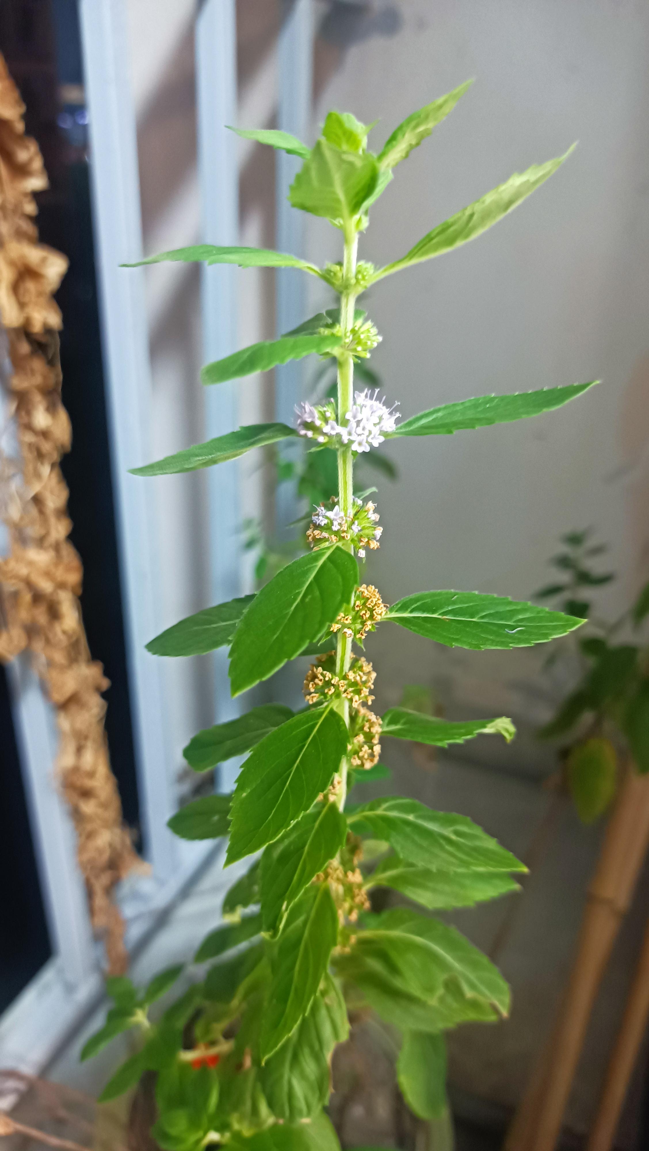 追光 的想法: 薄荷开花了