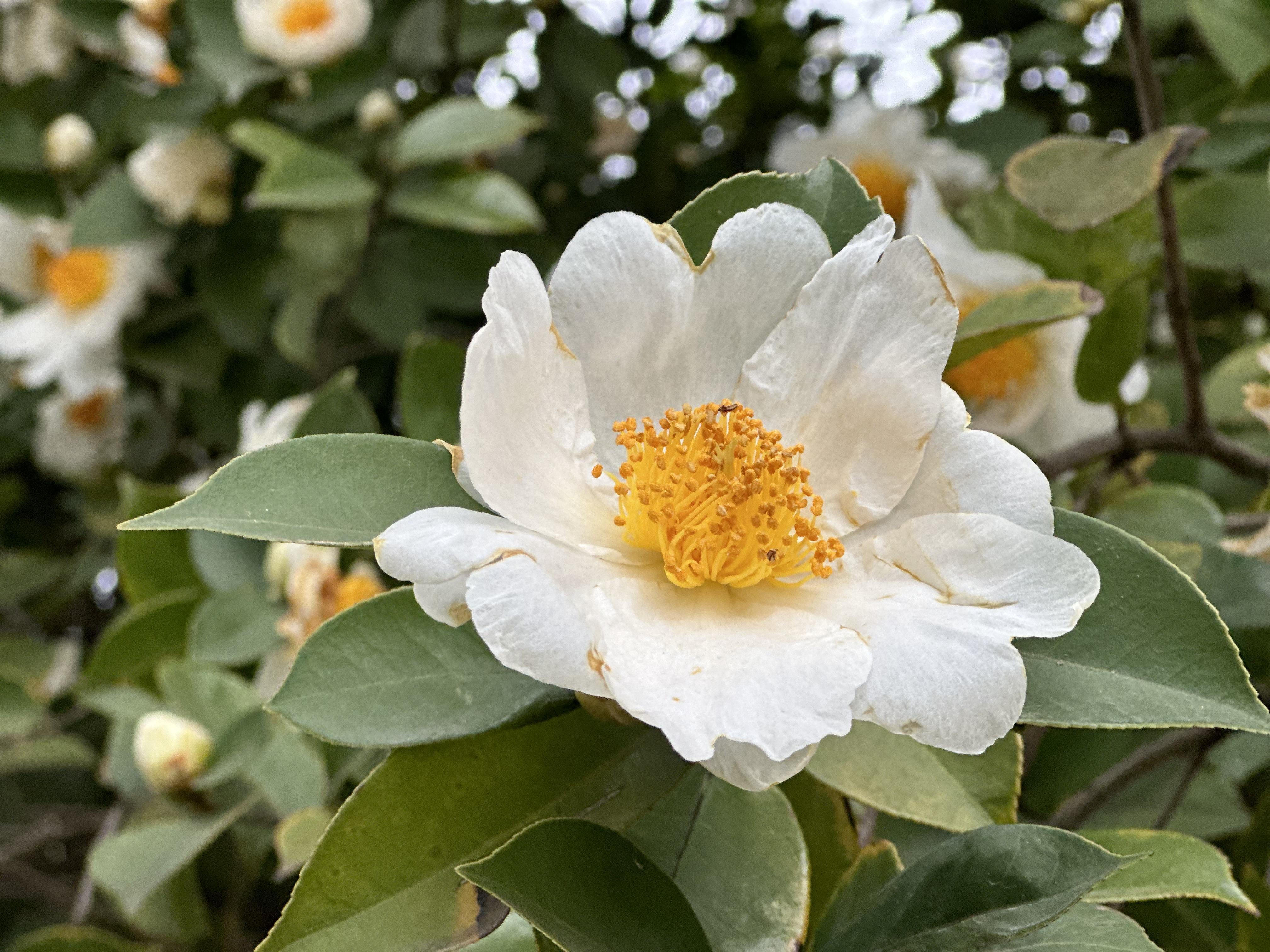 茶花的样子图片