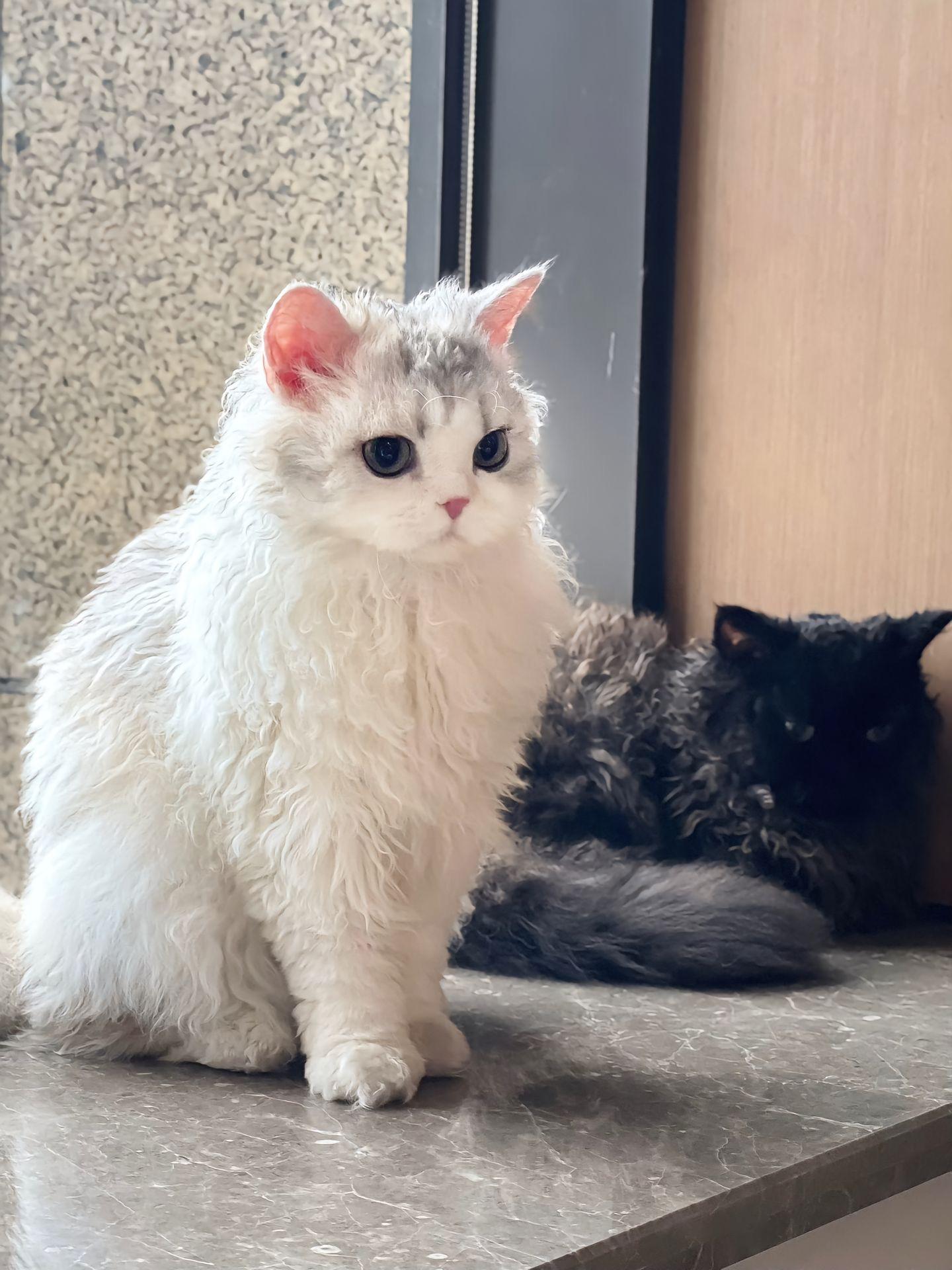 猫咪名叫雨霖它有着一身银白色的袈裟般斑斓花纹雨霖出生在一个小巷里