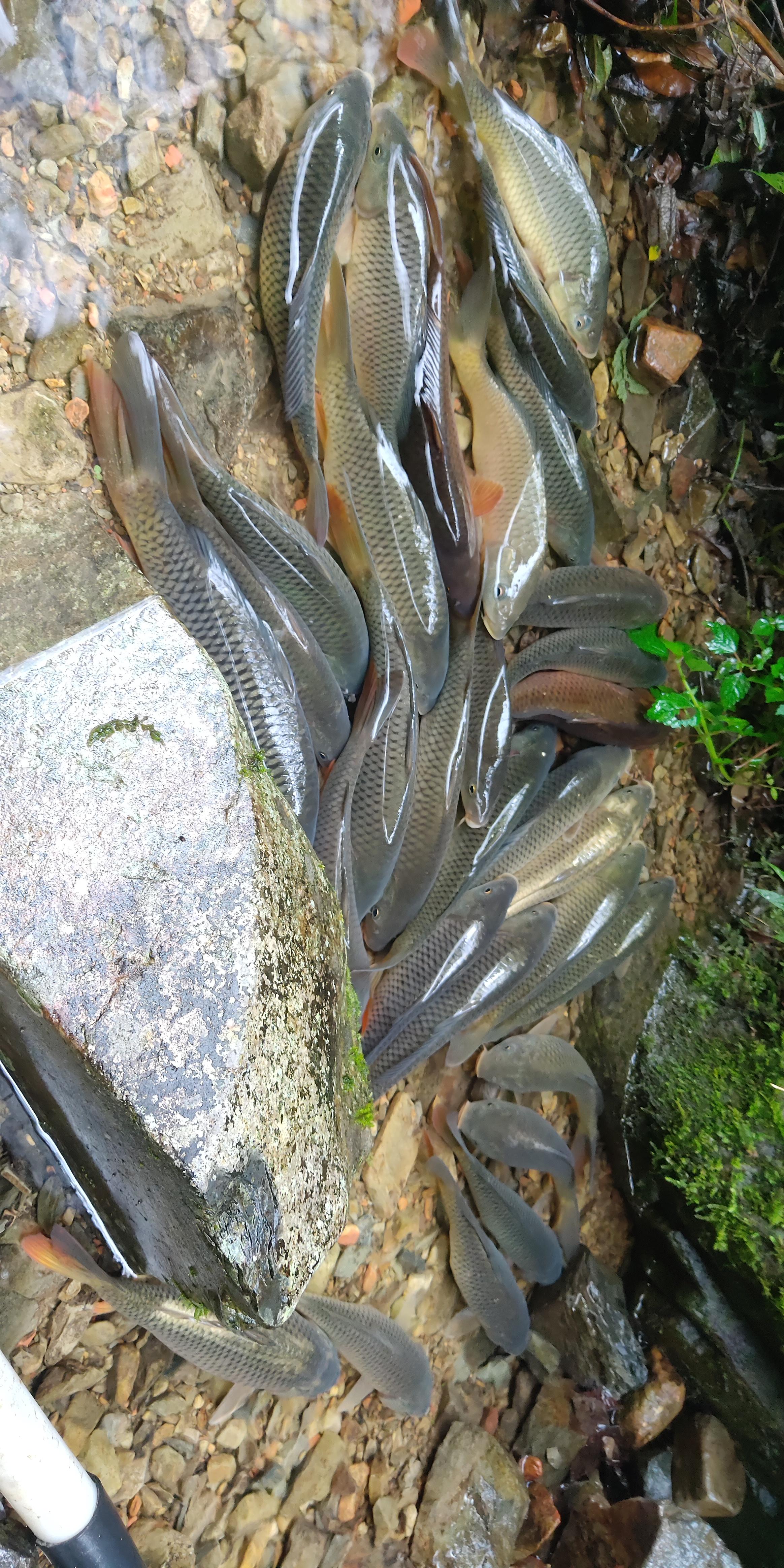 天然无污染的稻花鱼,非常的香,肉质鲜美