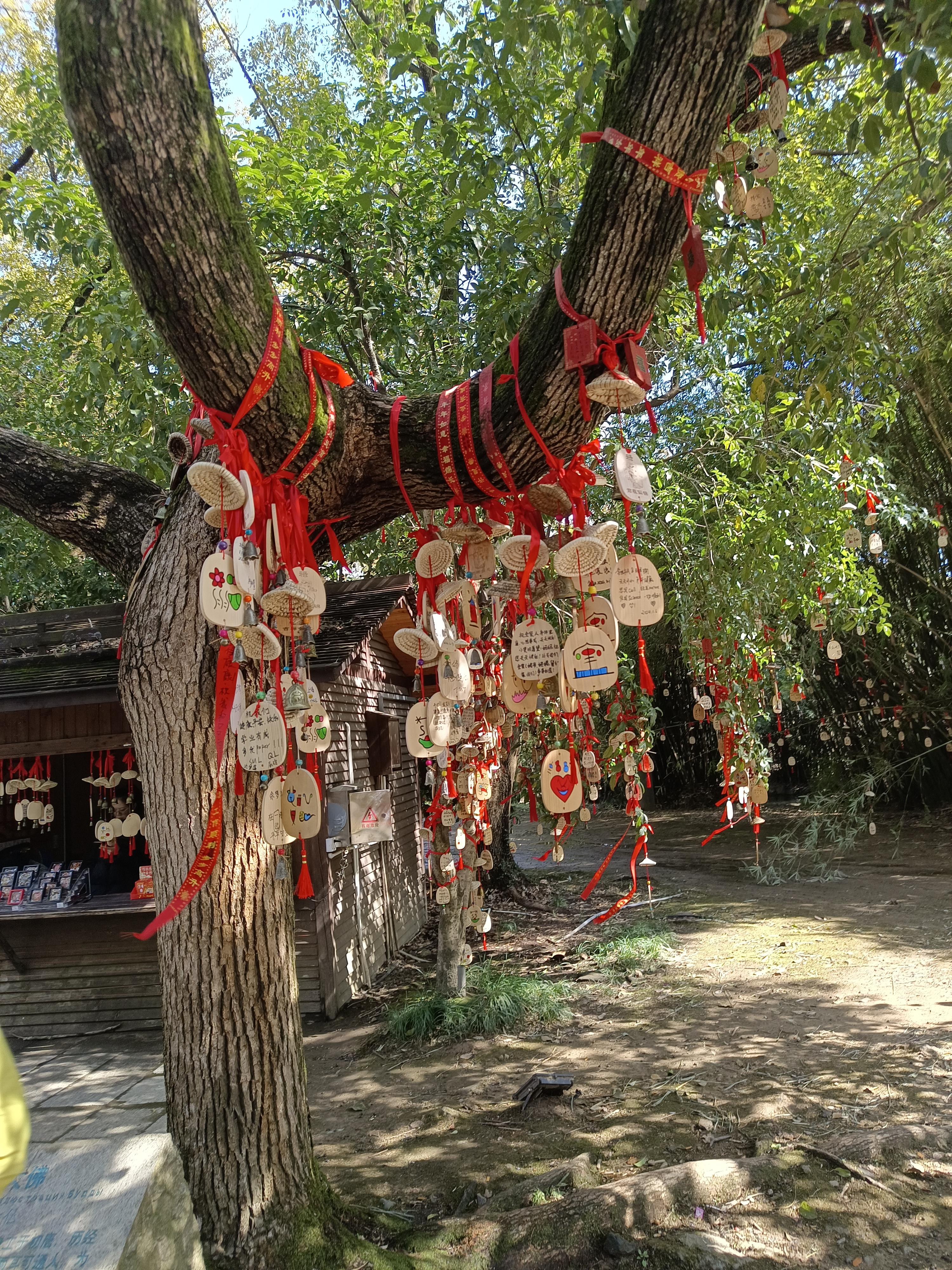 begonia 的想法: 祈福树 | 92 拍摄装备:手机 br>95 拍摄技巧