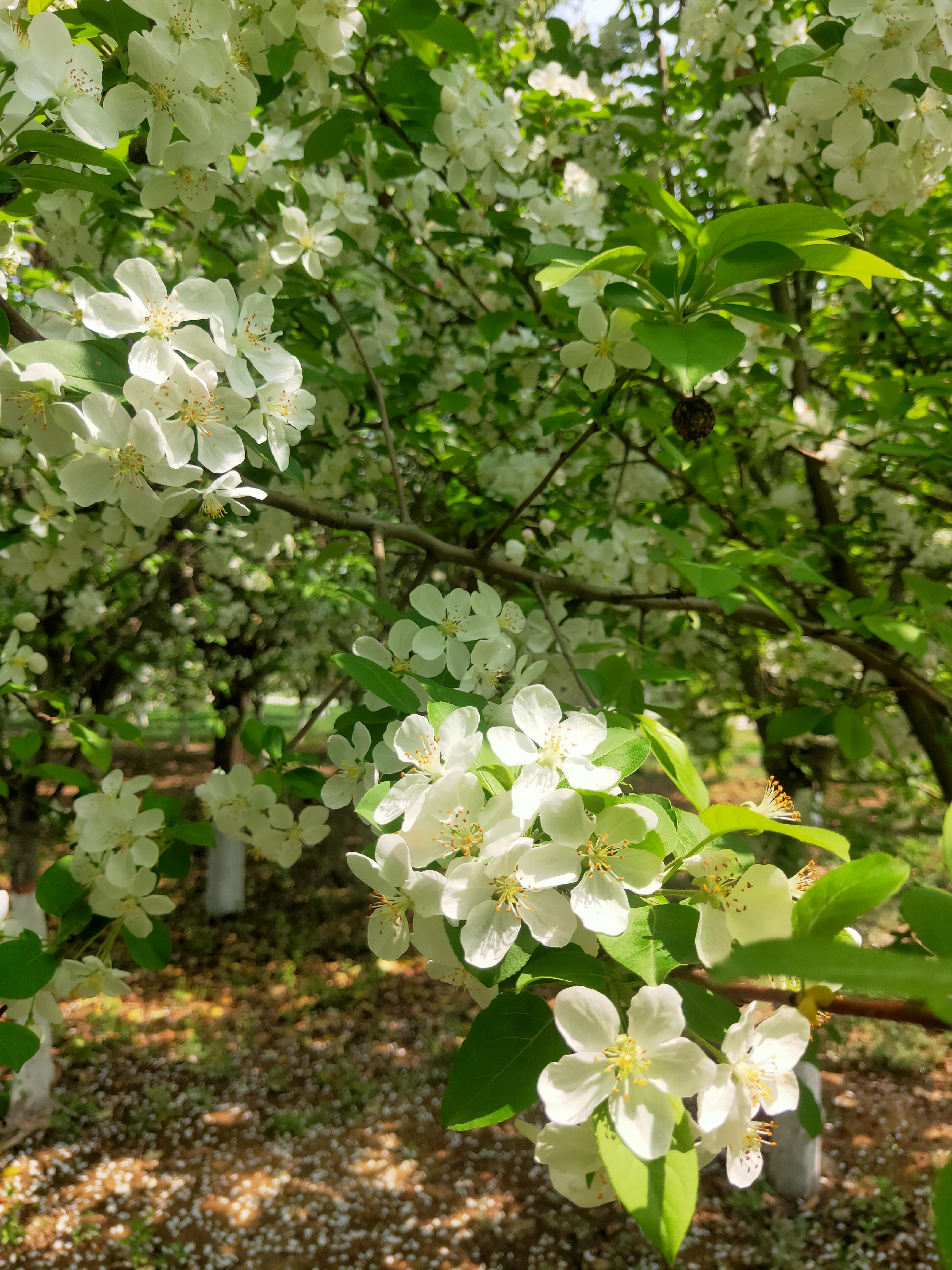 芊宇芊寻 的想法: 海棠花 | 海棠花,如胭脂点点,又似美人初妆,她不同