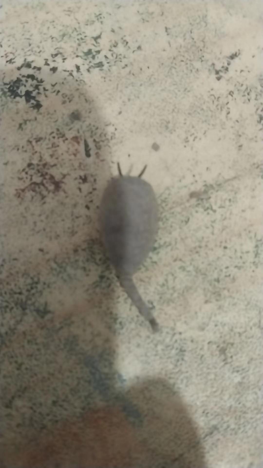 鼠尾蛆的话应该没有角吧