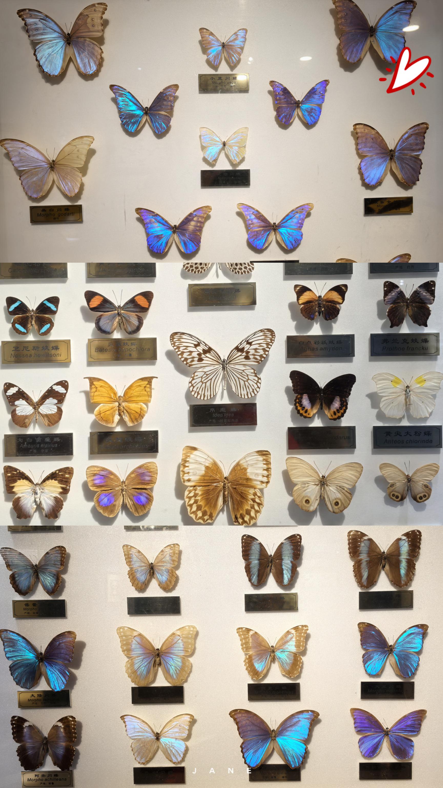 chenxiaoling 的想法: 上海昆虫博物馆