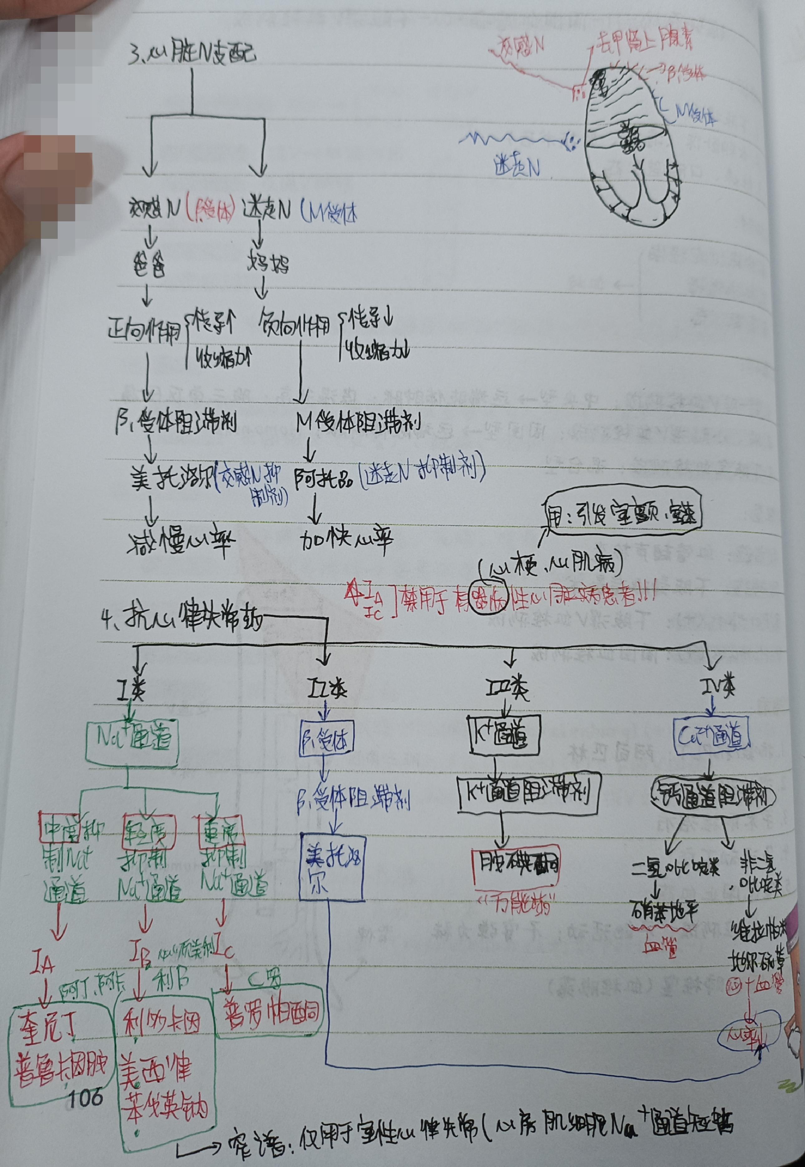 彼得兔 的想法: 循环系统心律失常 | 今天的基础知识有点难,多,大家要